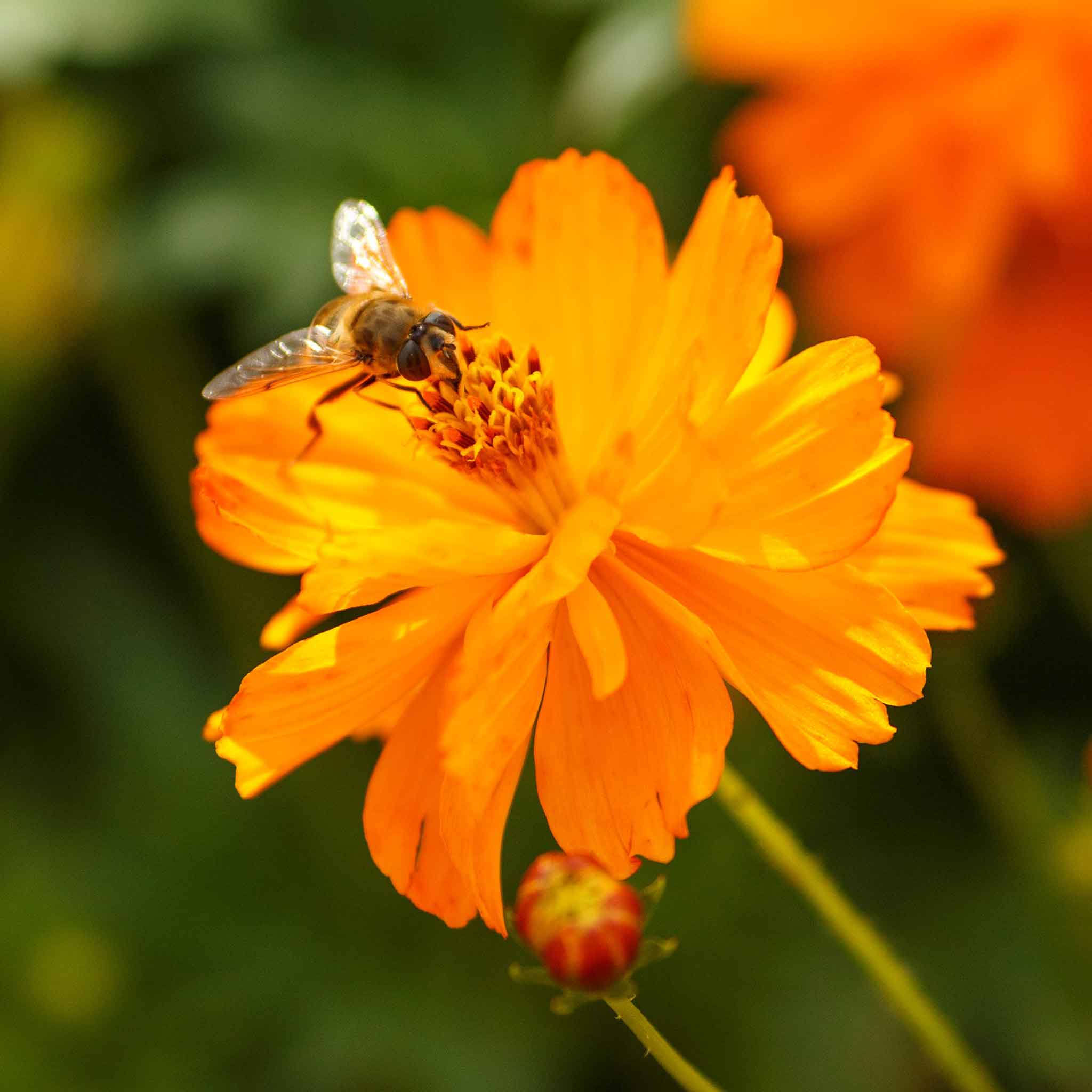 Sulphur Cosmos Seeds - Orange