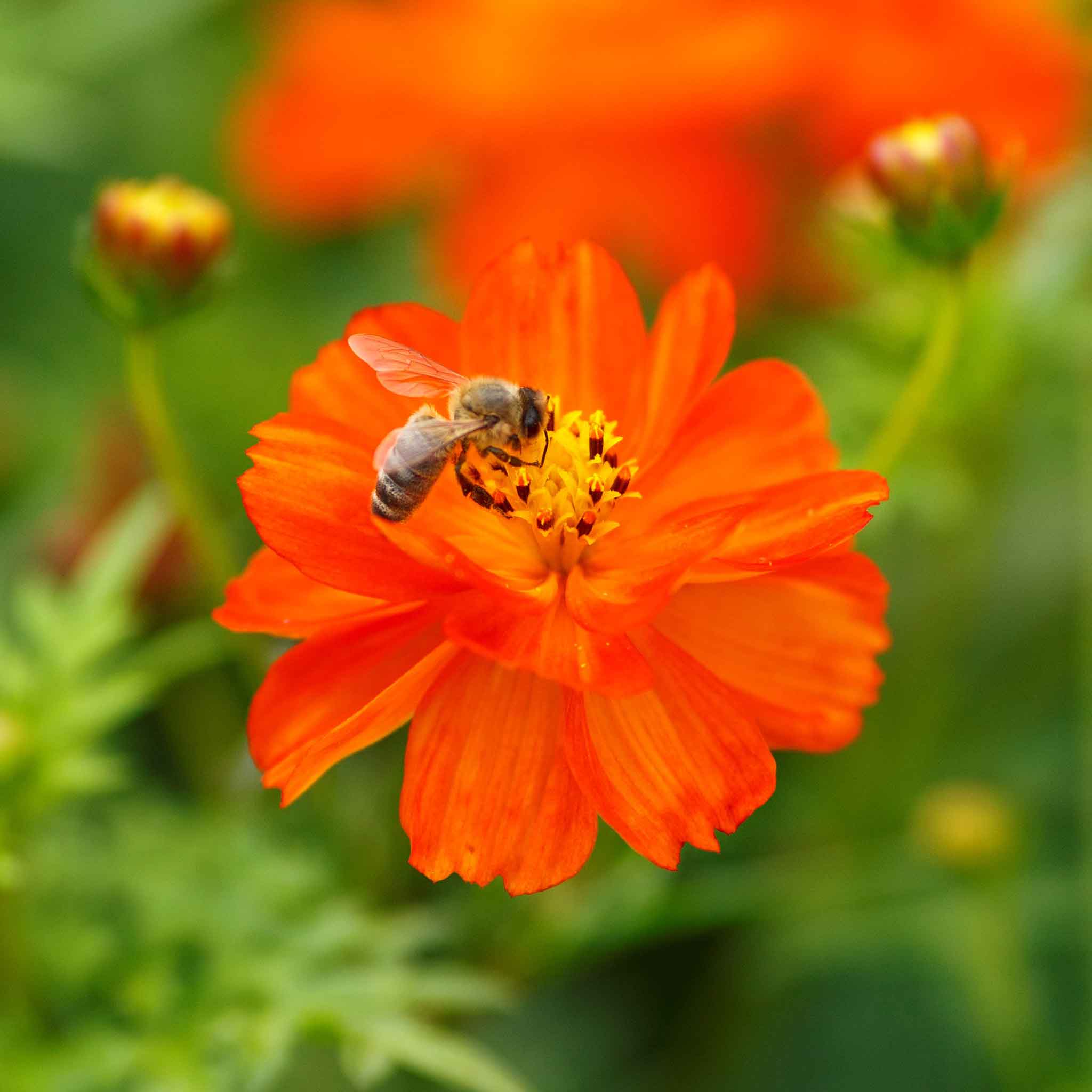 Sulphur Cosmos Seeds - Red