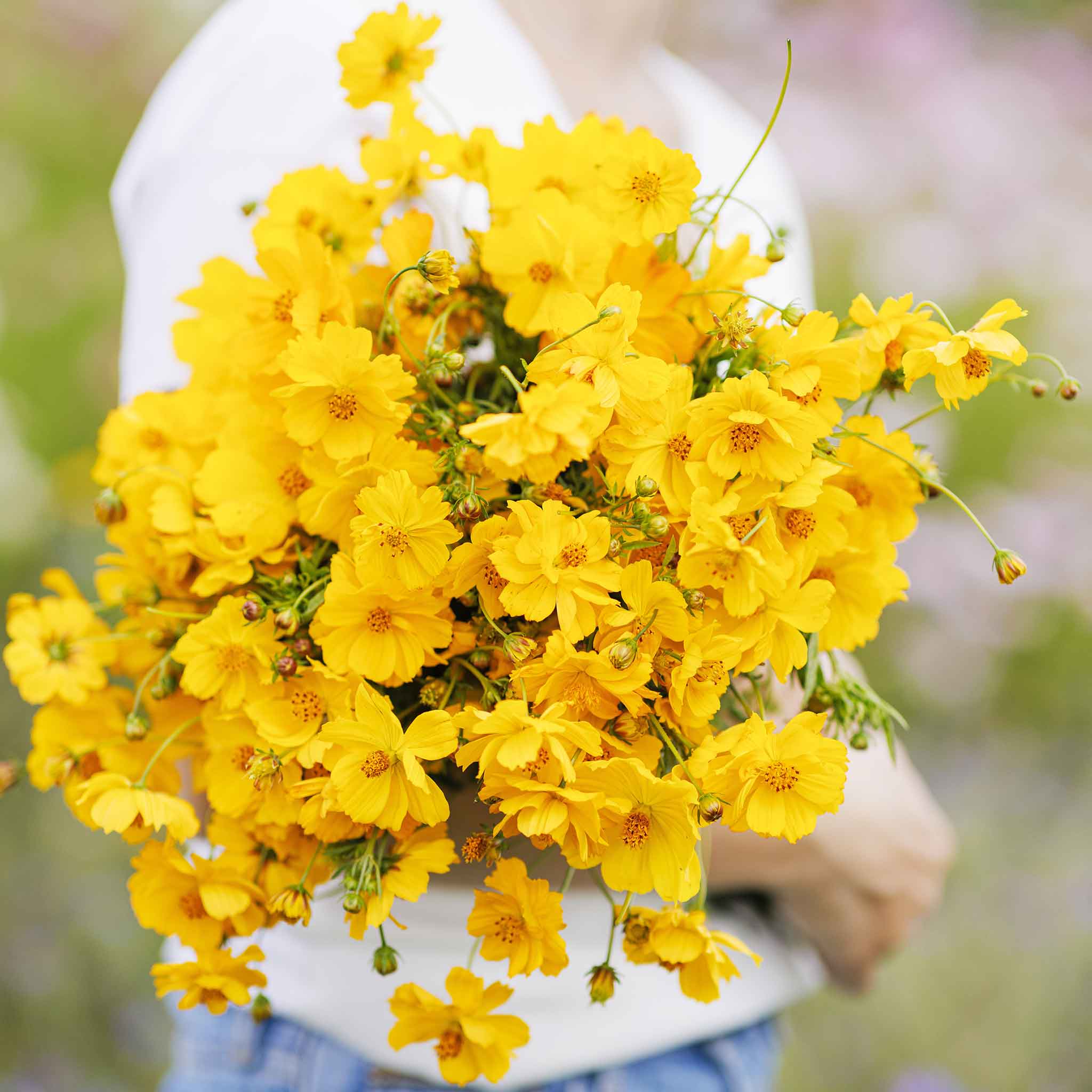 Sulphur Cosmos Seeds - Yellow
