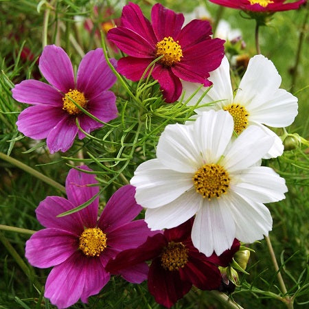 Cosmos Seeds - Versailles Tetra Mix