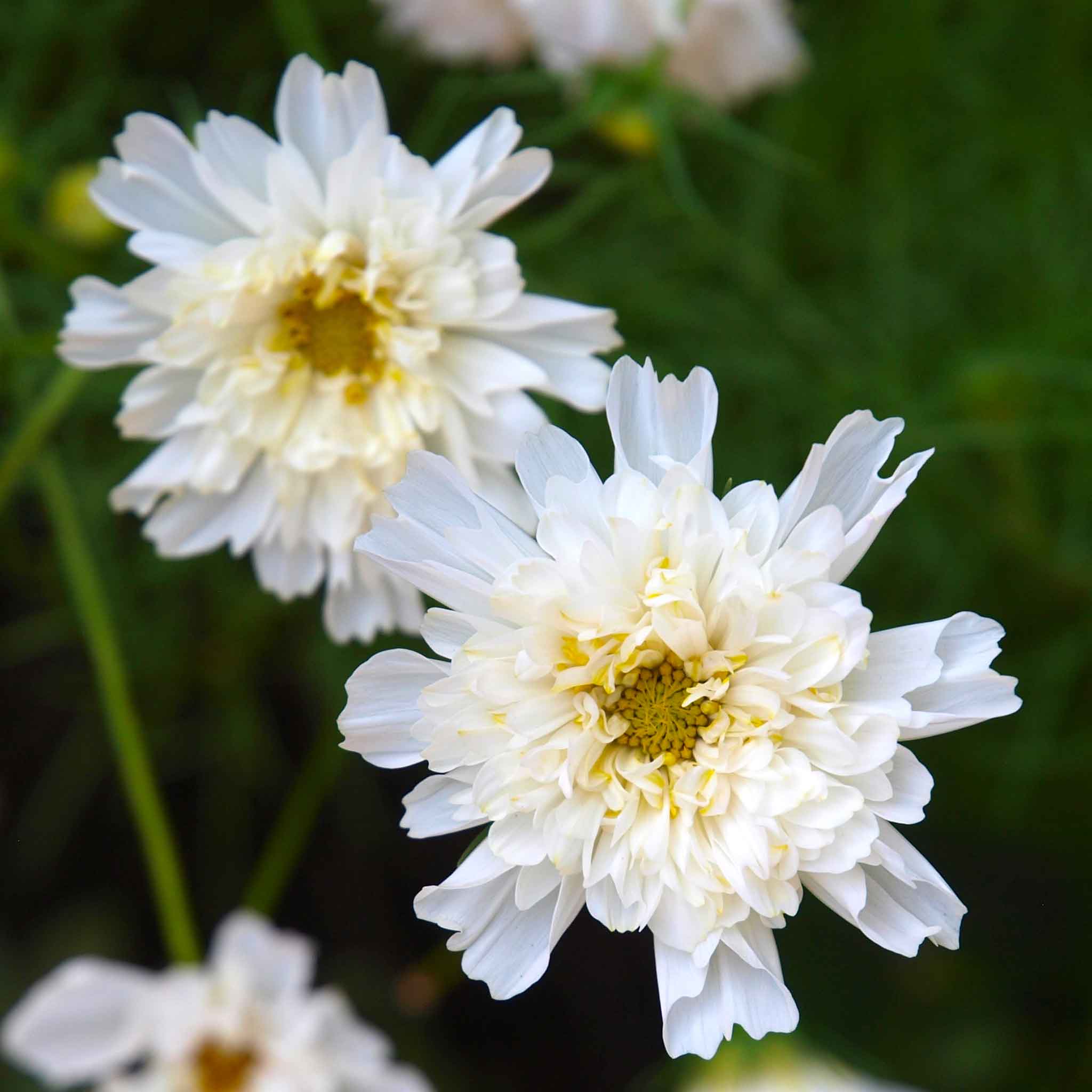 Cosmos Seeds - Double Click - White Knight