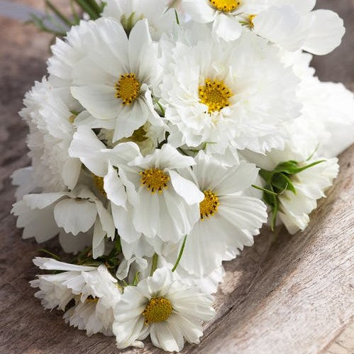 Cosmos Seeds - White Mix