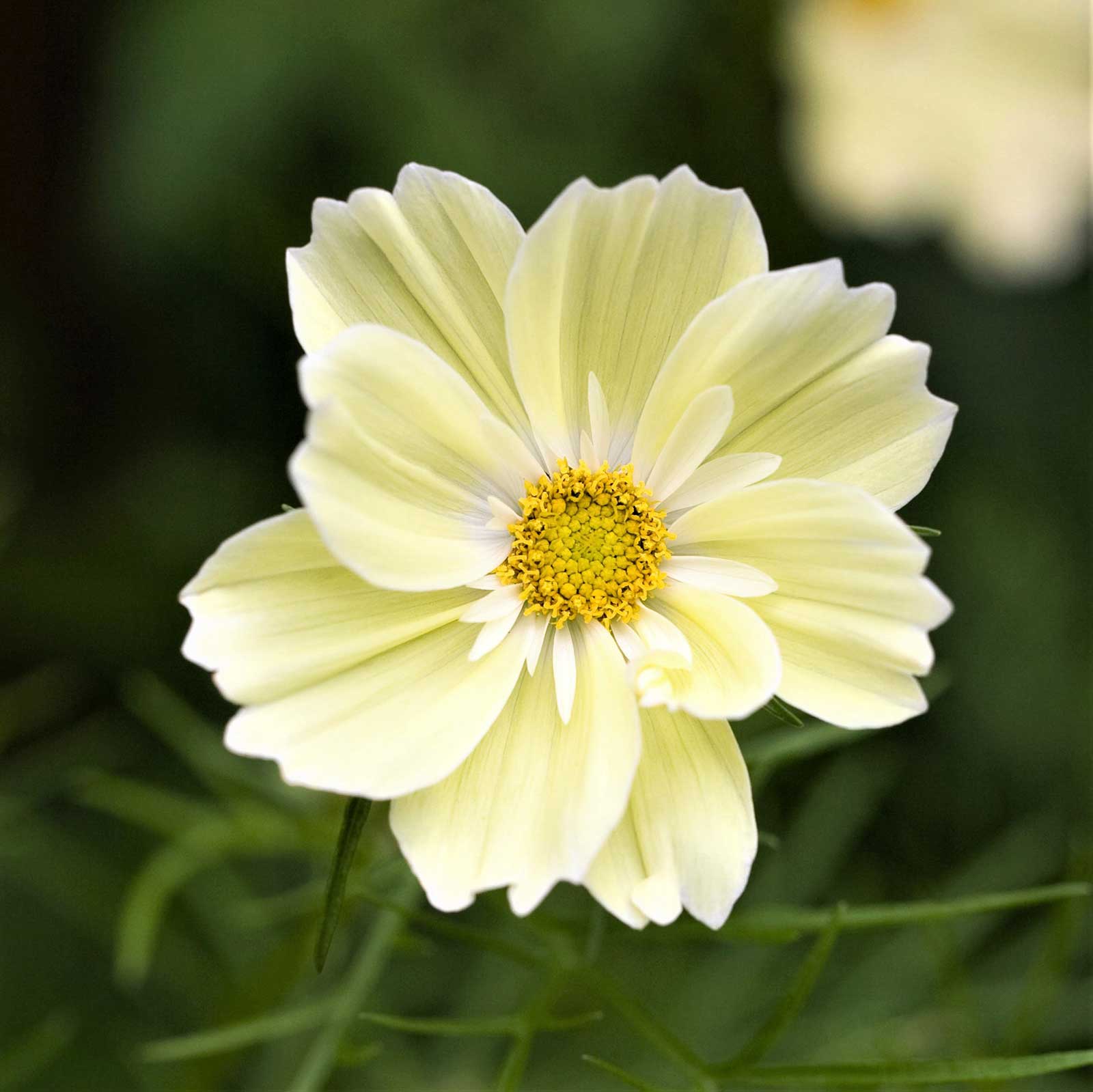 Cosmos Seeds - Xanthos