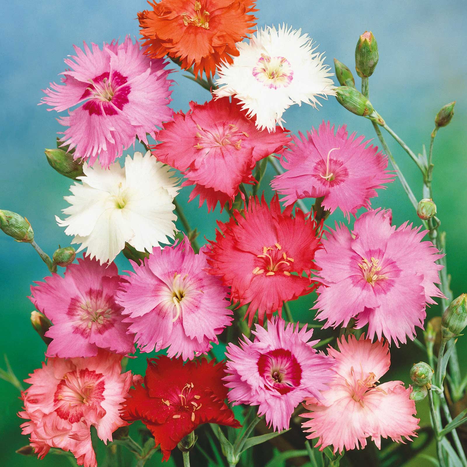 Cottage Pink - Spring Beauty