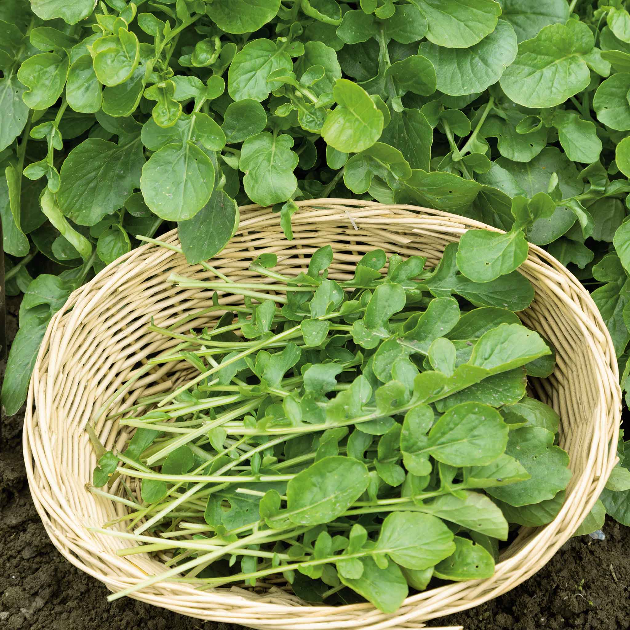 Cress Seeds - Upland