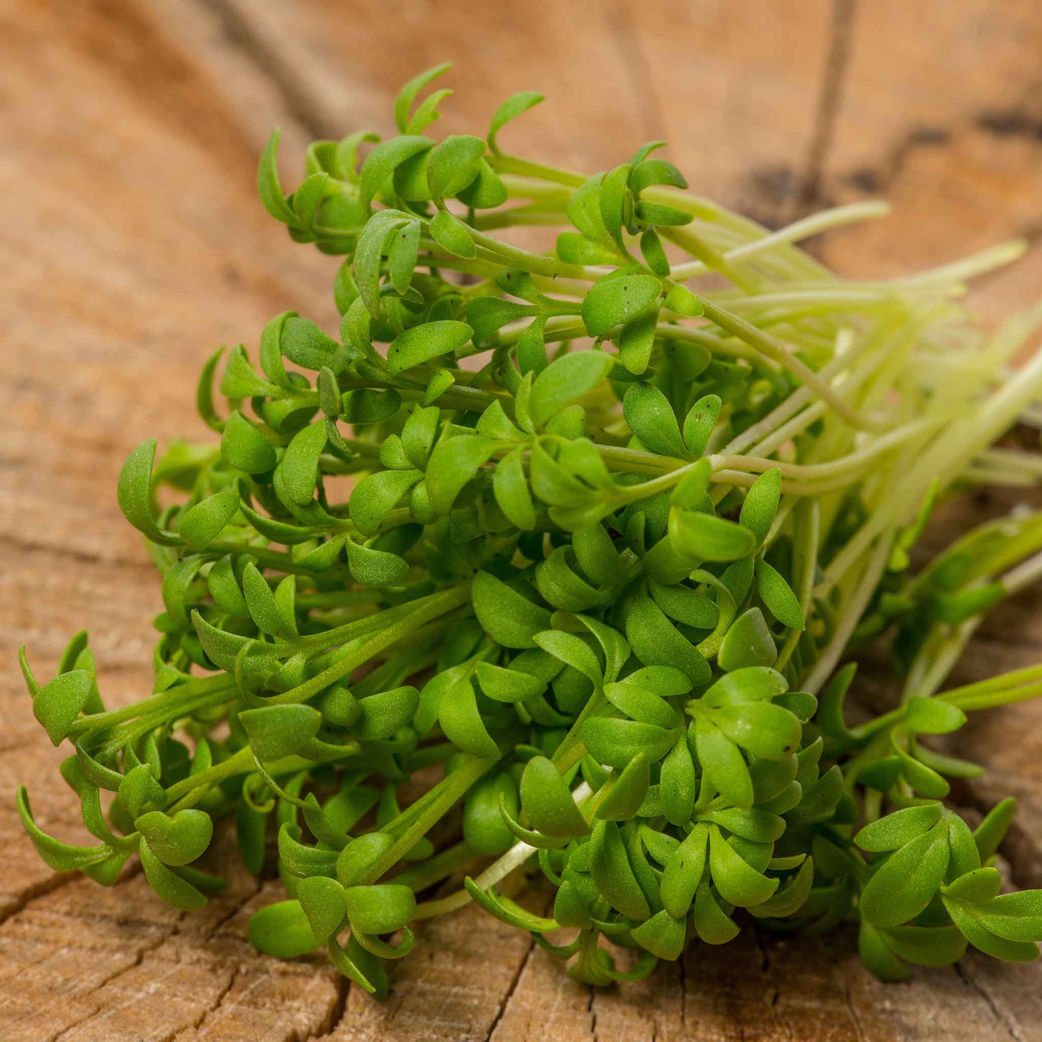 Cress Seeds - Wrinkled Crinkled