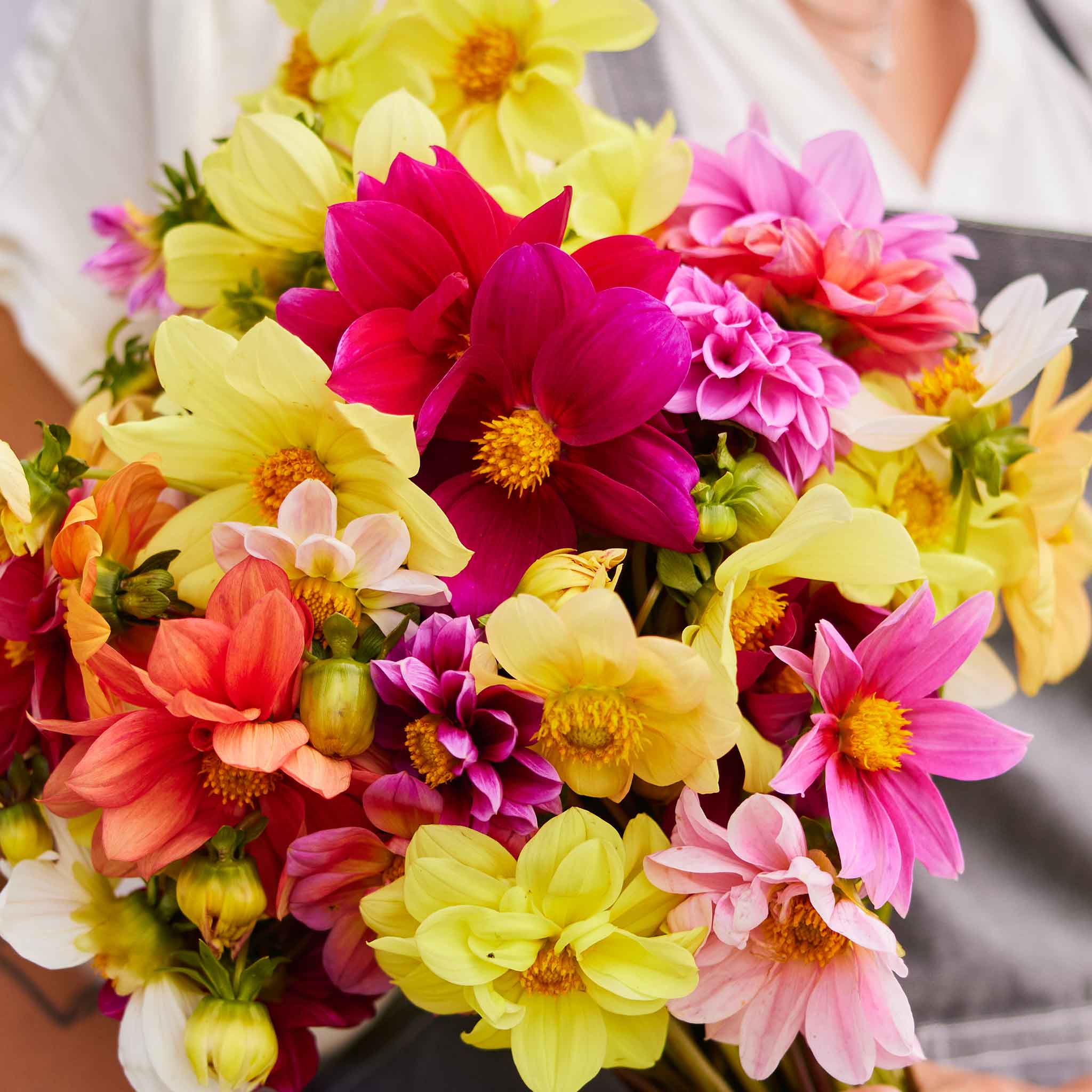 Dahlia Seeds - Mixed Mignon
