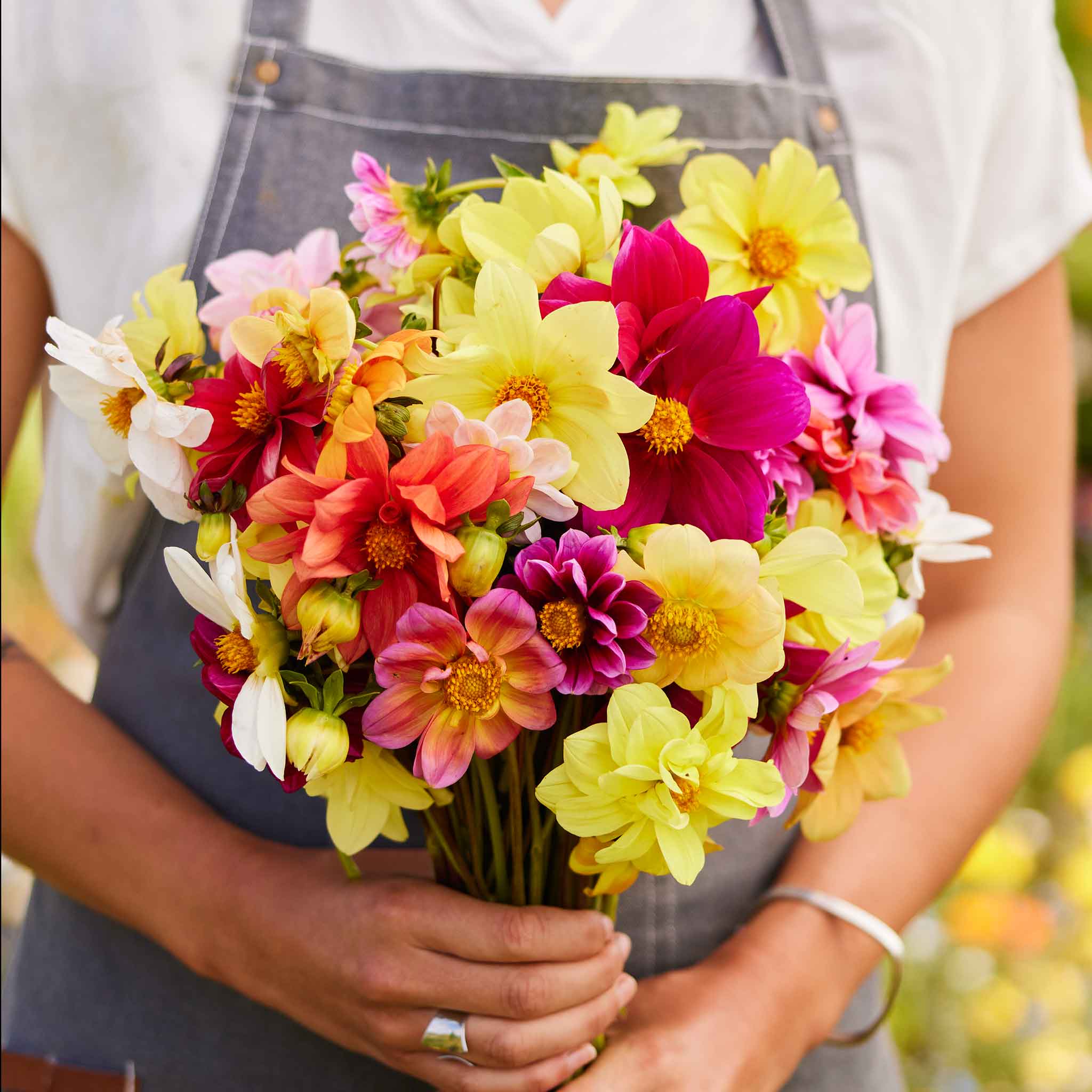 Dahlia Seeds - Mixed Mignon