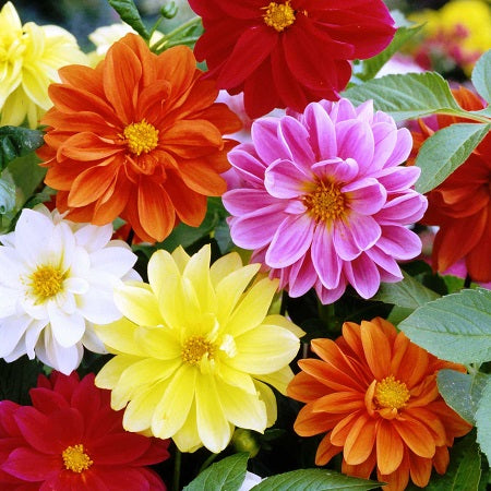 Dahlia Seeds - Unwins Bedding
