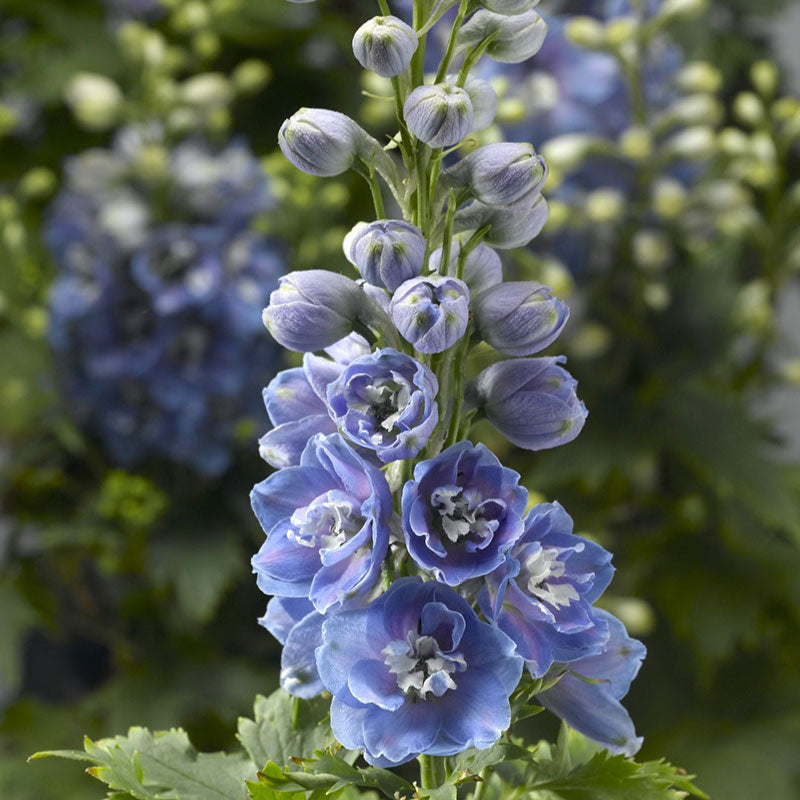 Delphinium Seeds - Magic Fountains Light Blue White Bee