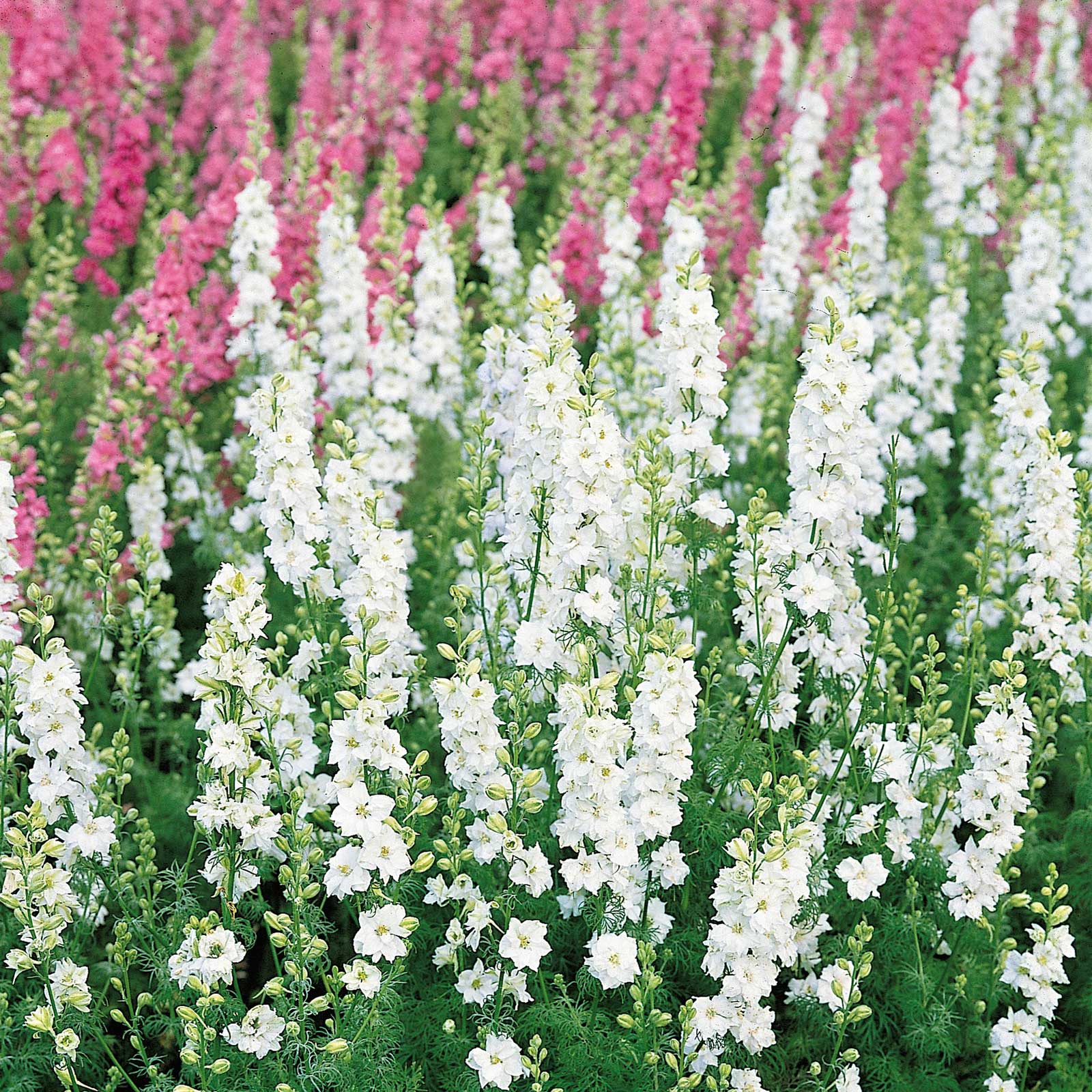 Delphinium Seeds - White King