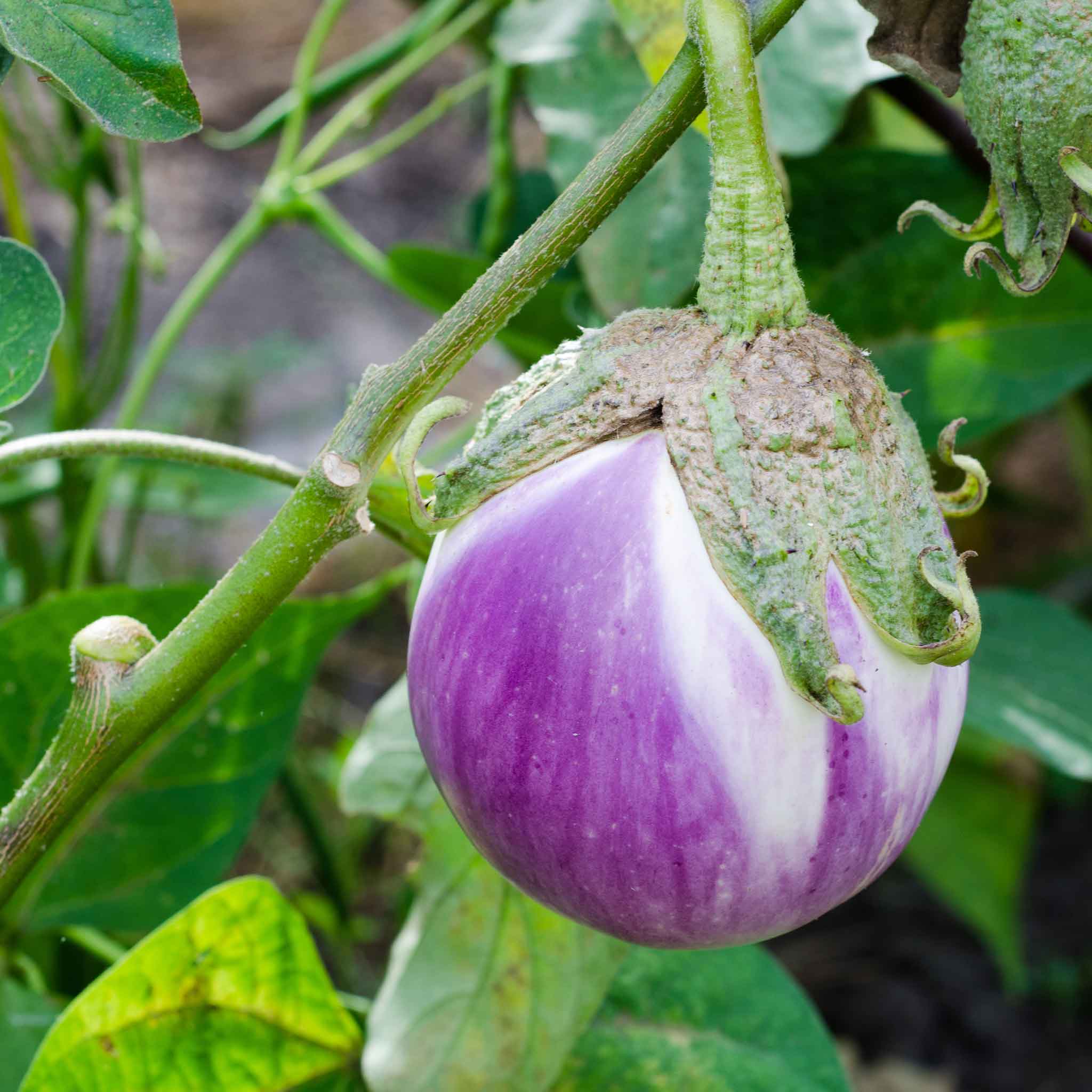 Eggplant Seeds - Rosa Bianca