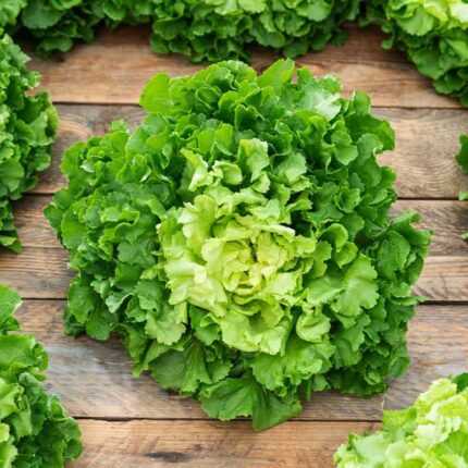 Endive (Escarole) Seeds - Broadleaf Batavian