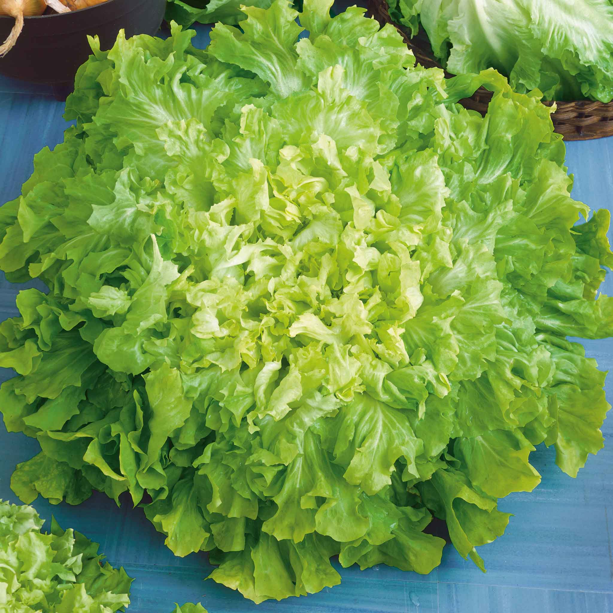Endive (Escarole) Seeds - Broadleaf Batavian