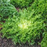Endive Seeds - Green Curled Ruffec