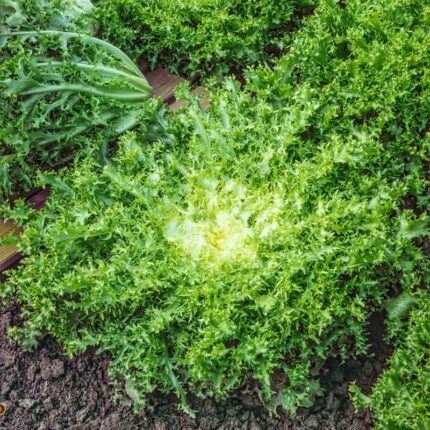 Endive Seeds - Green Curled Ruffec