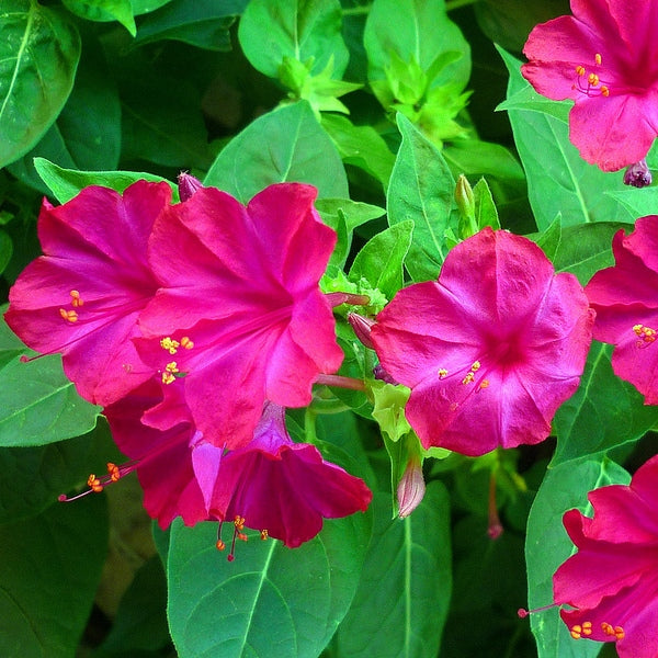 Four O'Clock Seeds - Pink