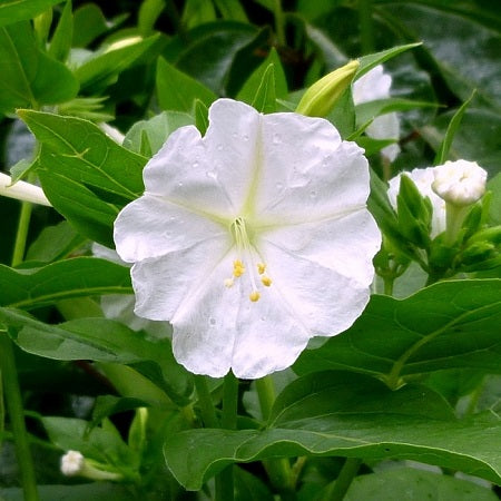 Four O'Clock Seeds - White