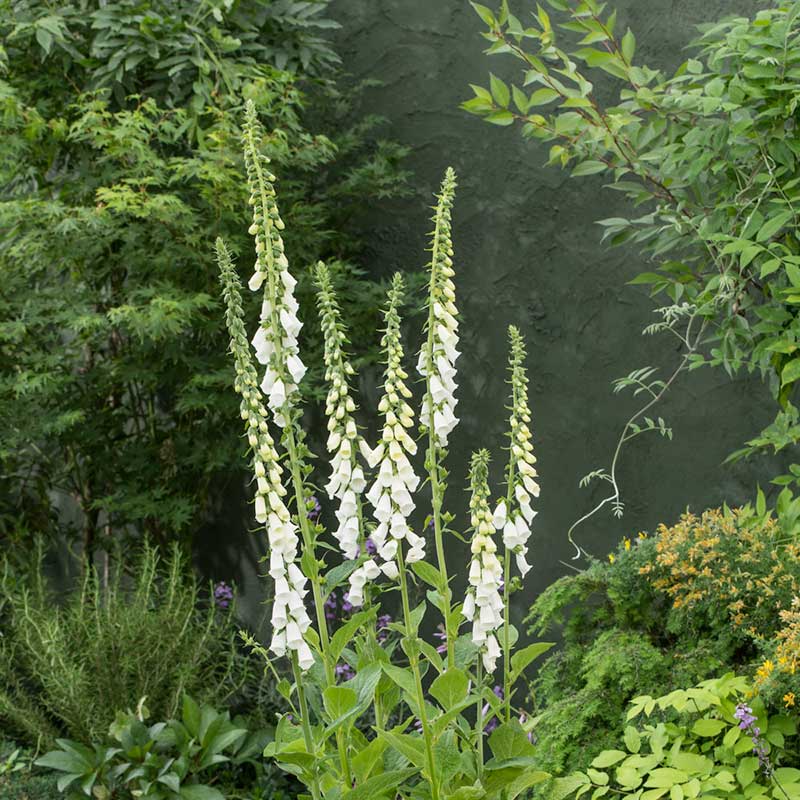 Foxglove Seeds - Alba