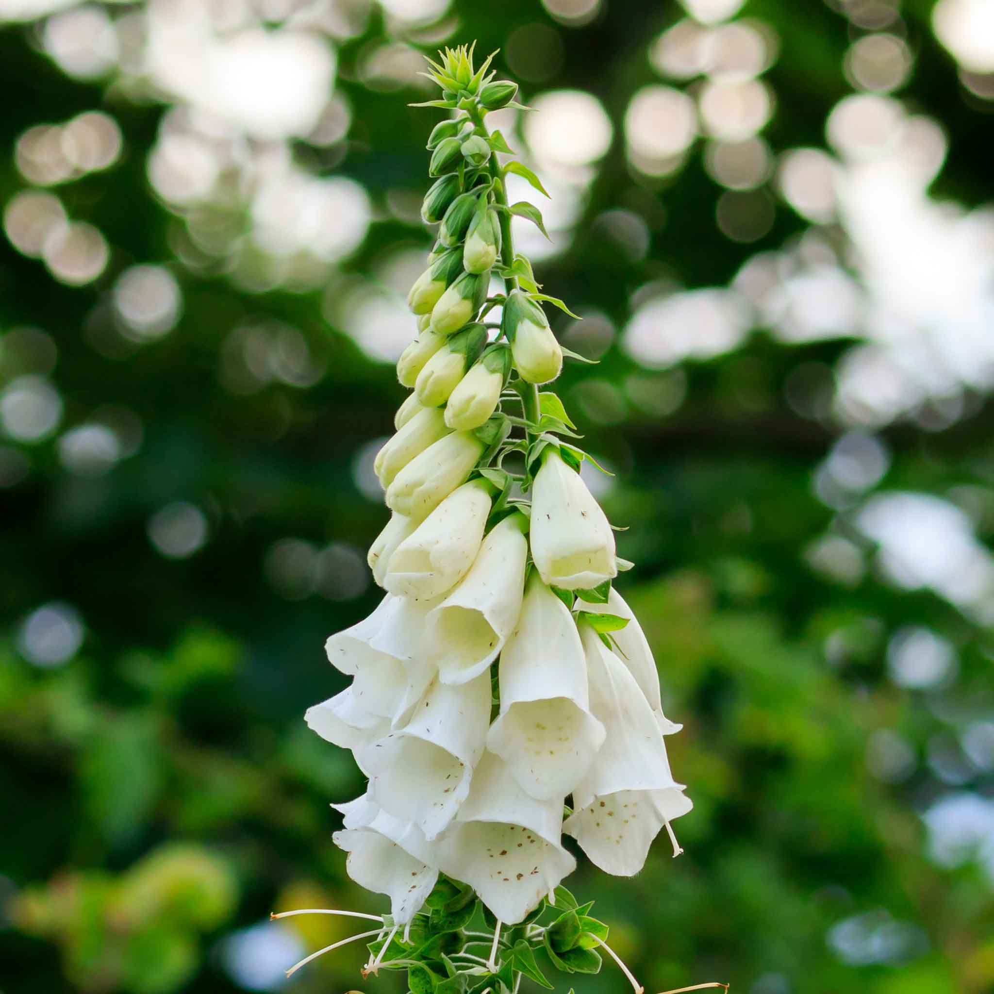Foxglove Seeds - Alba