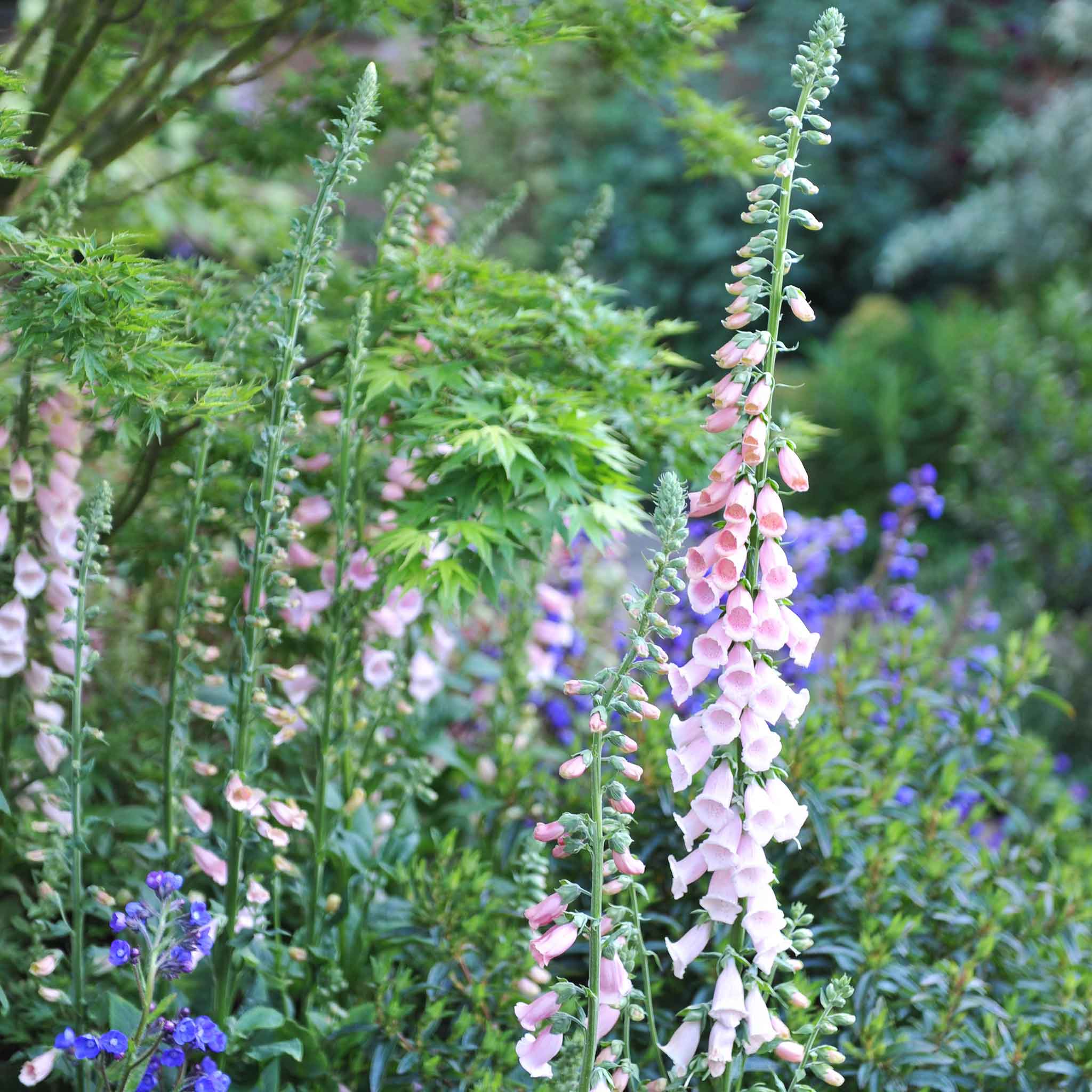 Foxglove Seeds - Apricot Beauty