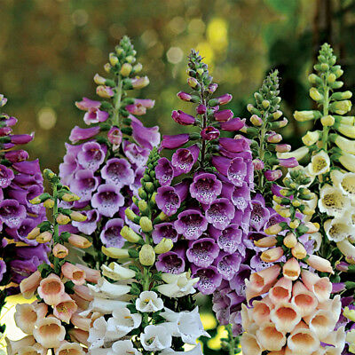 Foxglove Seeds - Foxy Mix