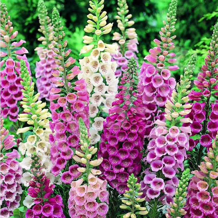 Foxglove Seeds - Gloxiniaeflora Mix