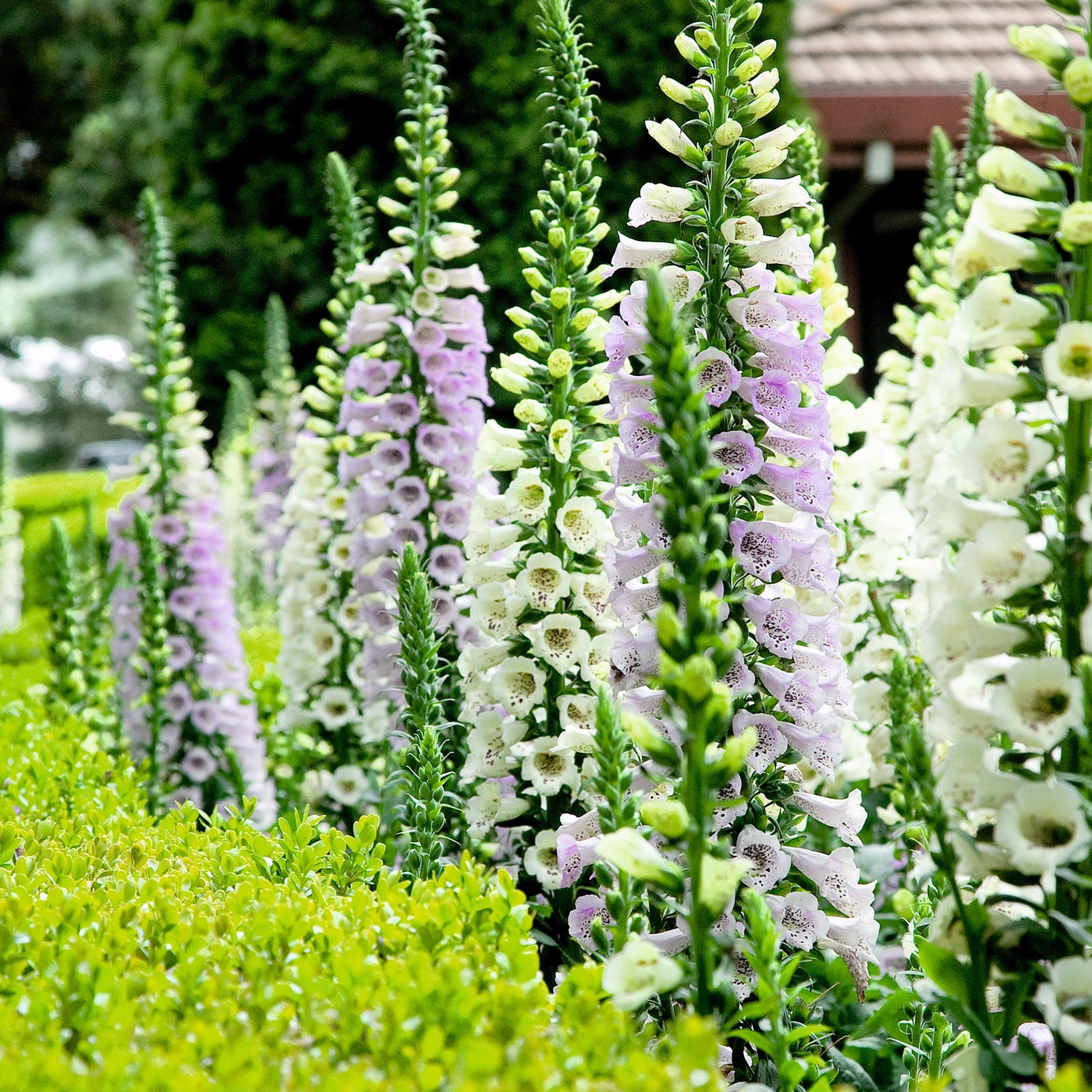 Foxglove Seeds - Gloxiniaeflora Mix