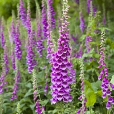 Foxglove Seeds - Purple