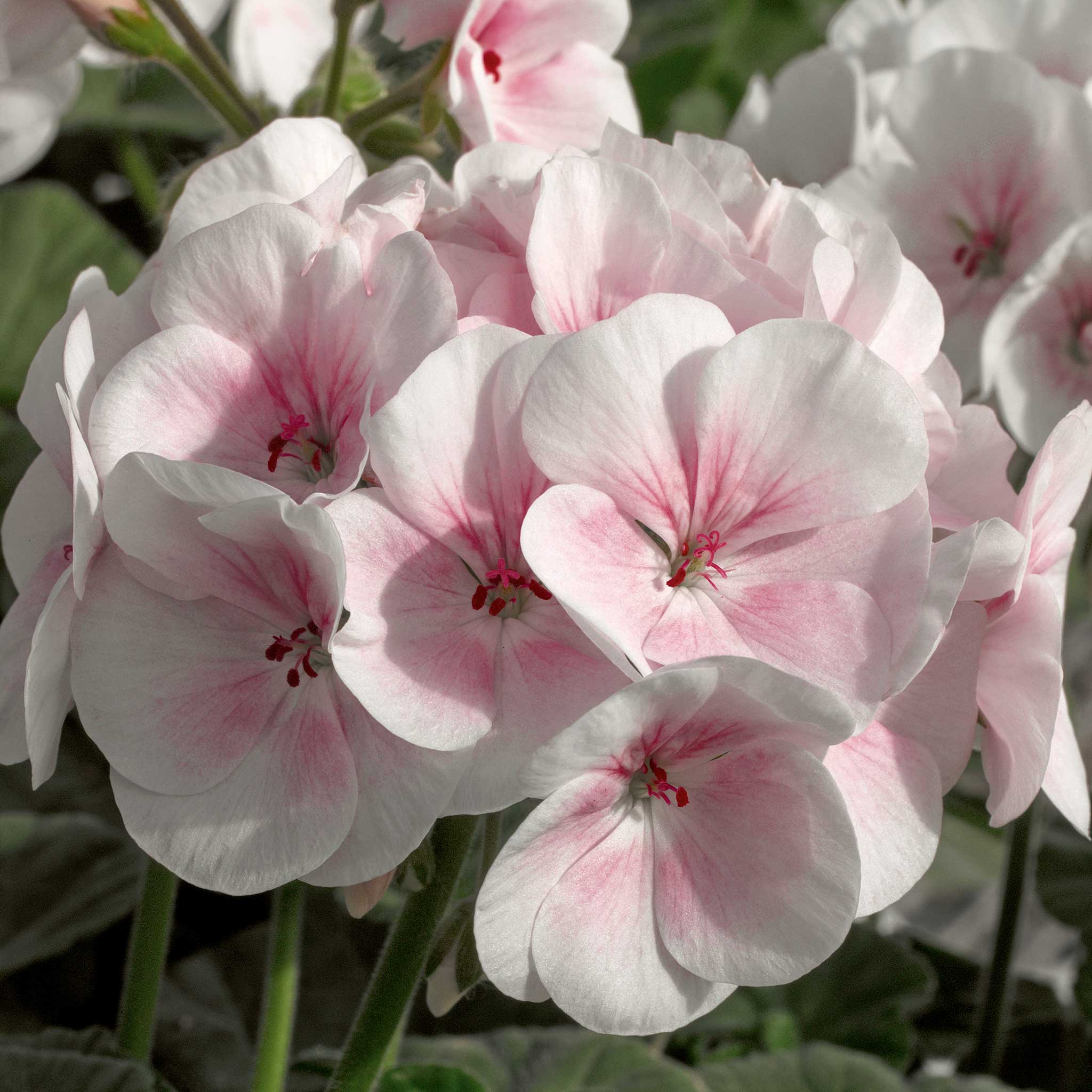 Geranium Seeds - Maverick Appleblossom