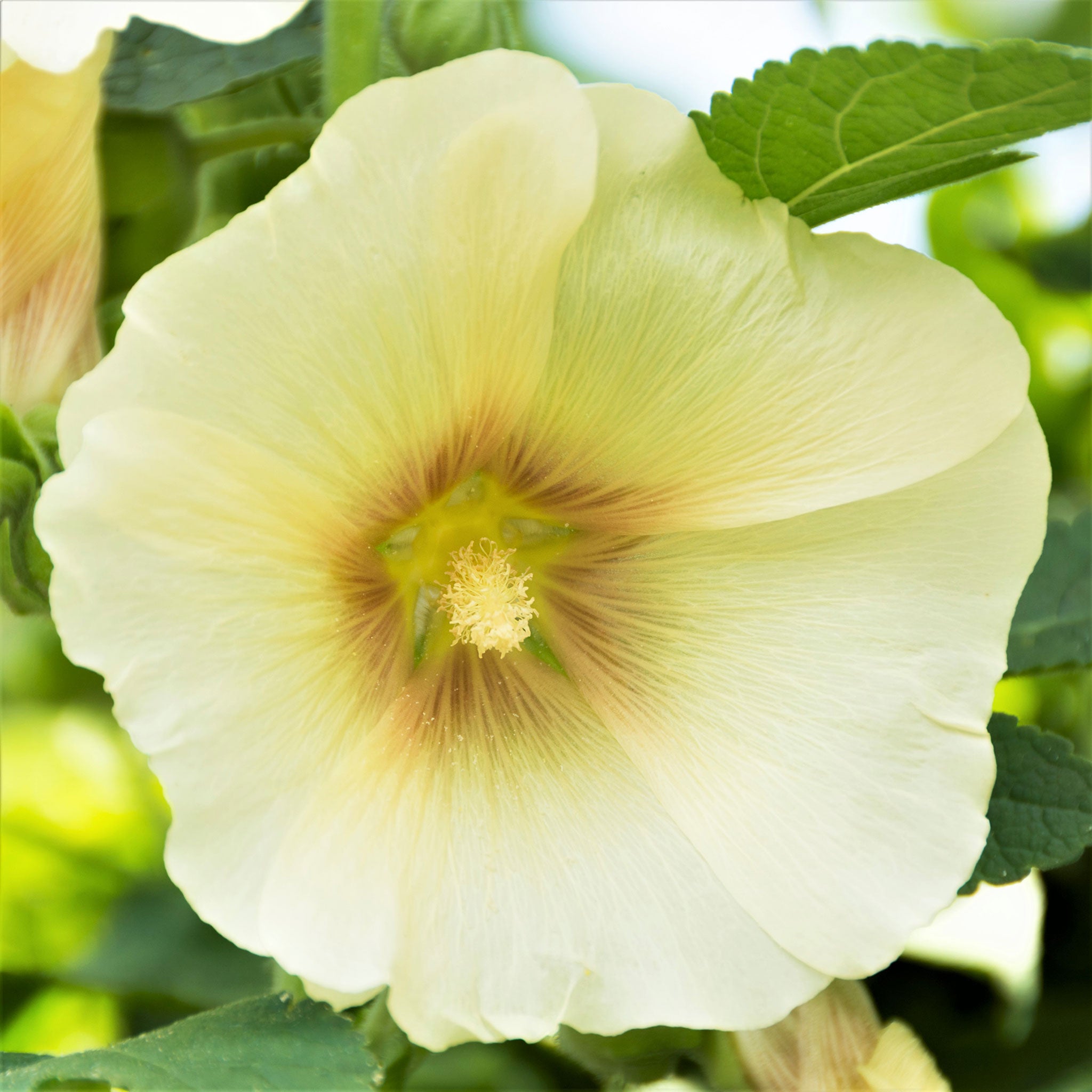 Hollyhock Seeds - Henry VIII - Lemon