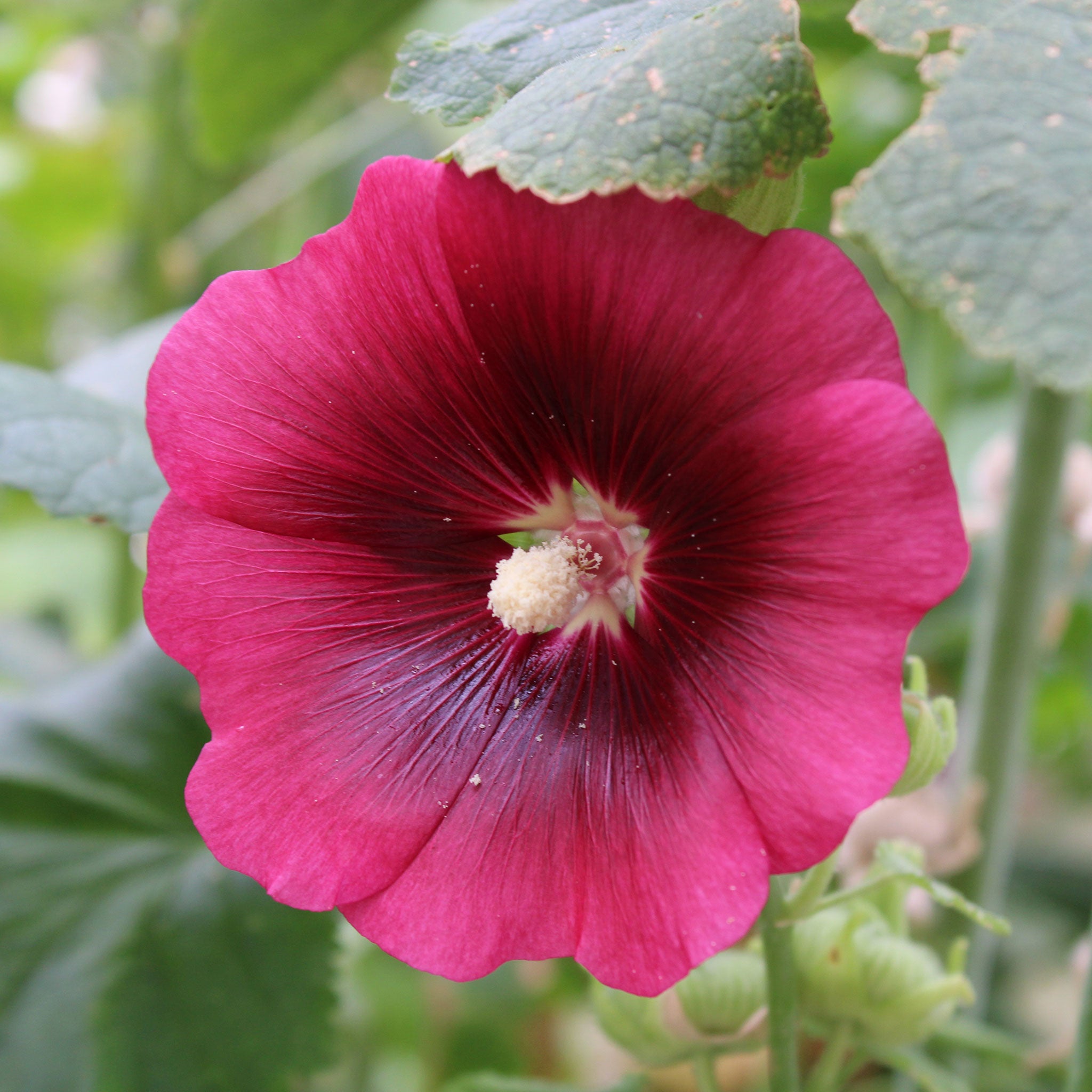 Hollyhock Seeds - Henry VIII - Red