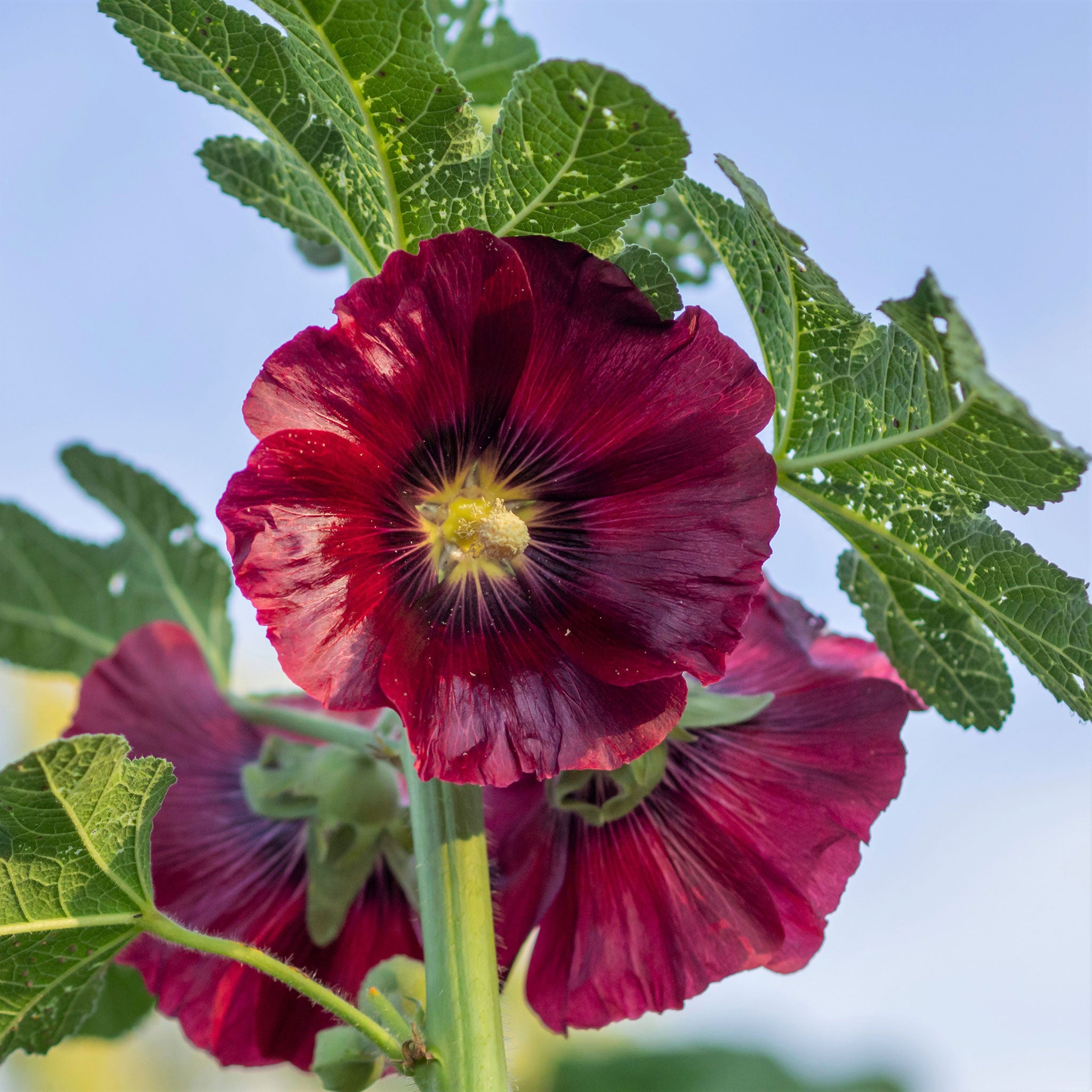 Hollyhock Seeds - Henry VIII - Red
