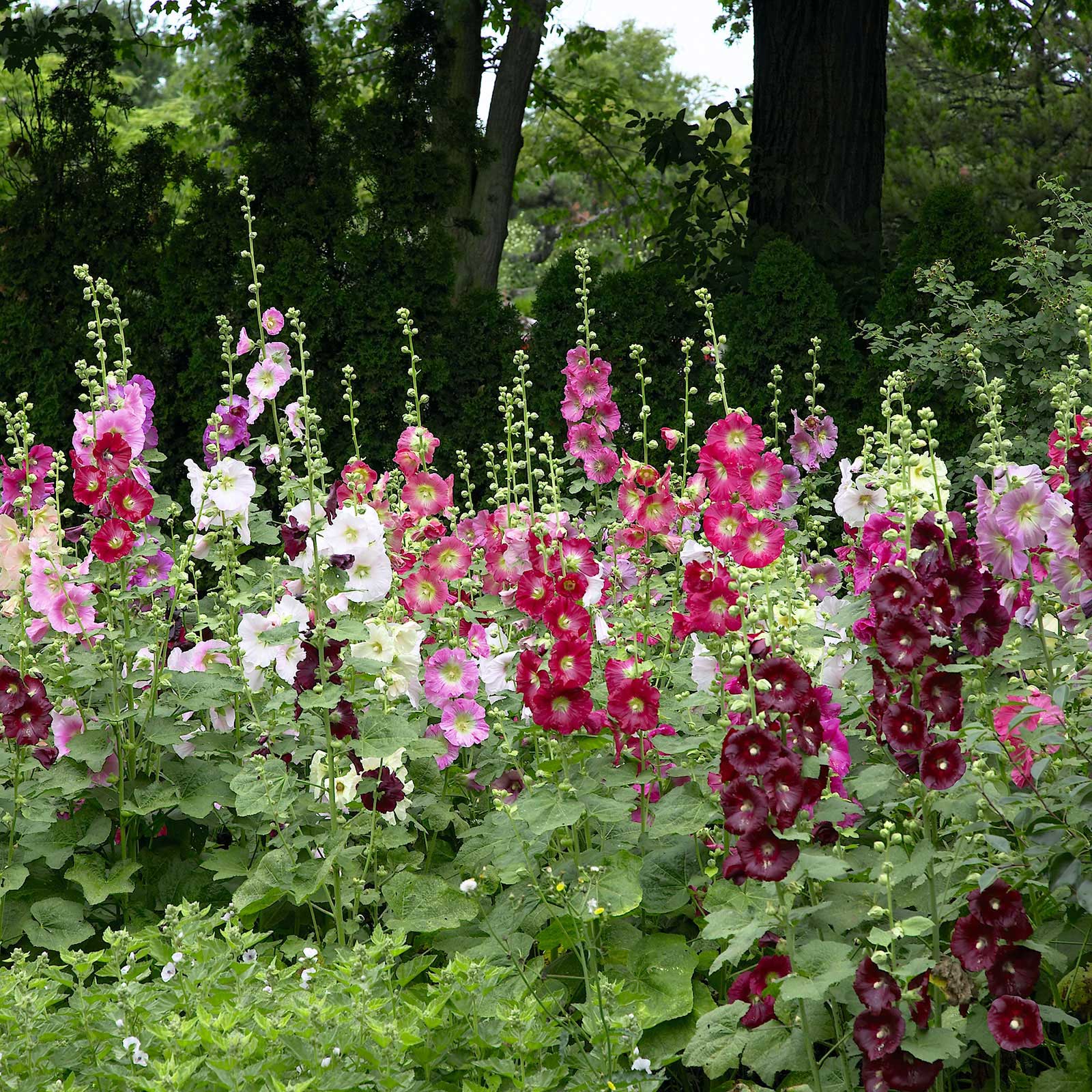 Hollyhock Seeds - Indian Spring Mix