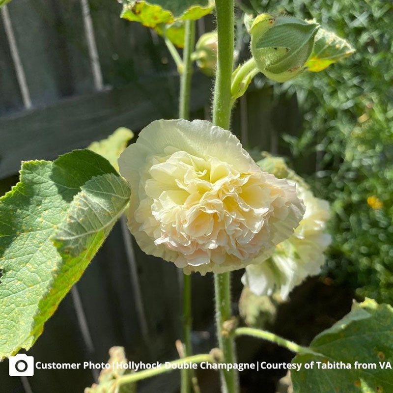 Hollyhock Seeds - Majorette Double Champagne