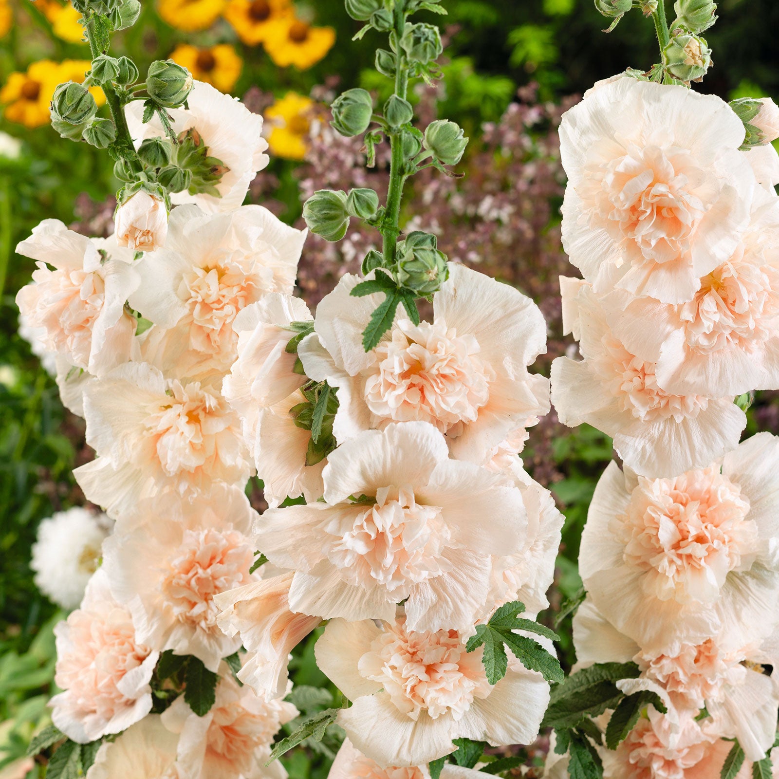 Hollyhock Seeds - Majorette Double Champagne