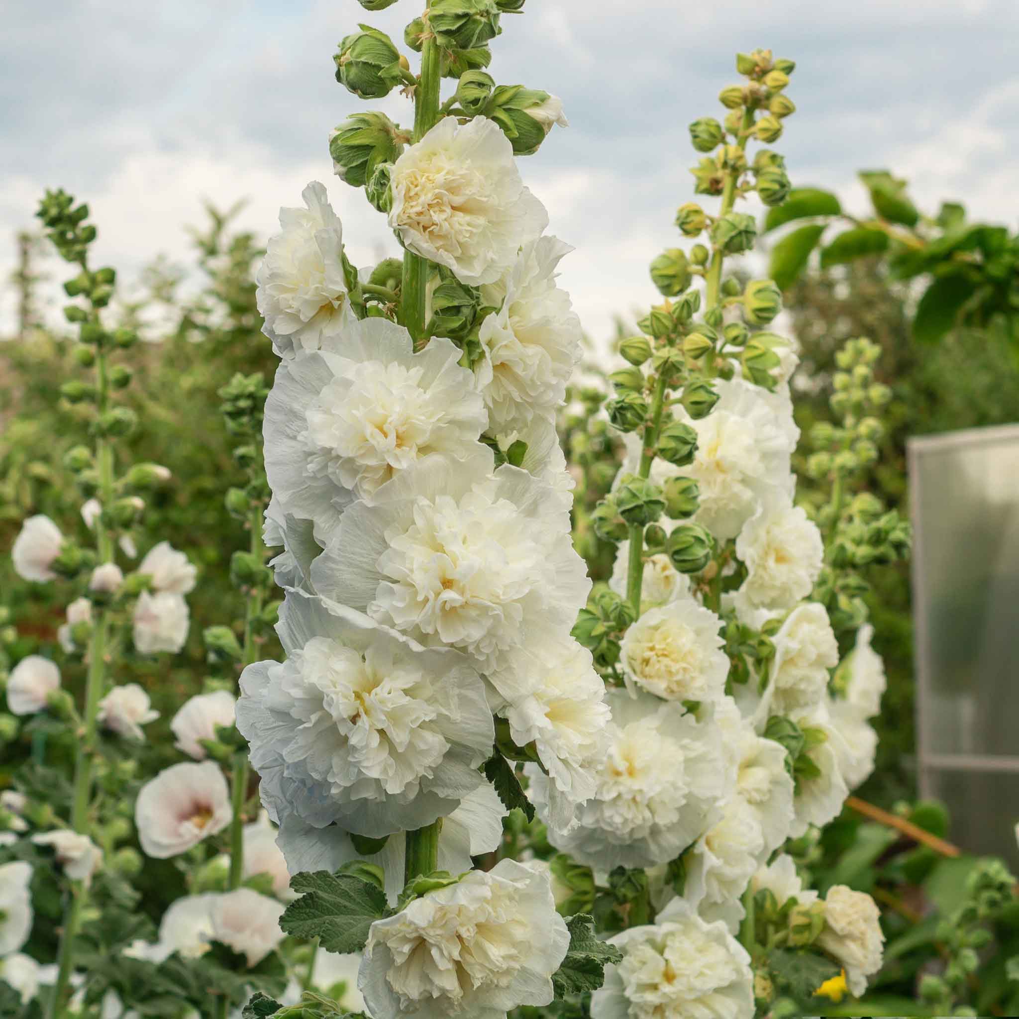 Hollyhock Seeds - Majorette Double White