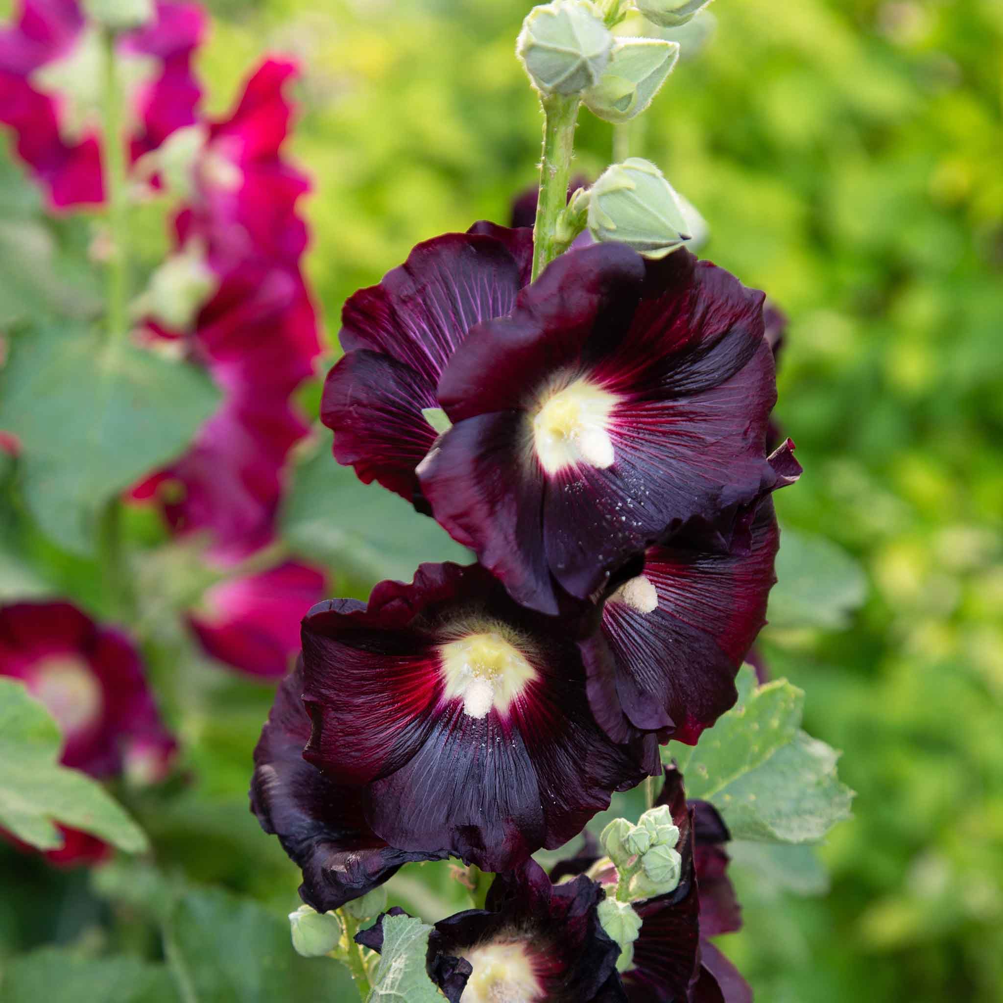 Hollyhock Seeds - Nigra