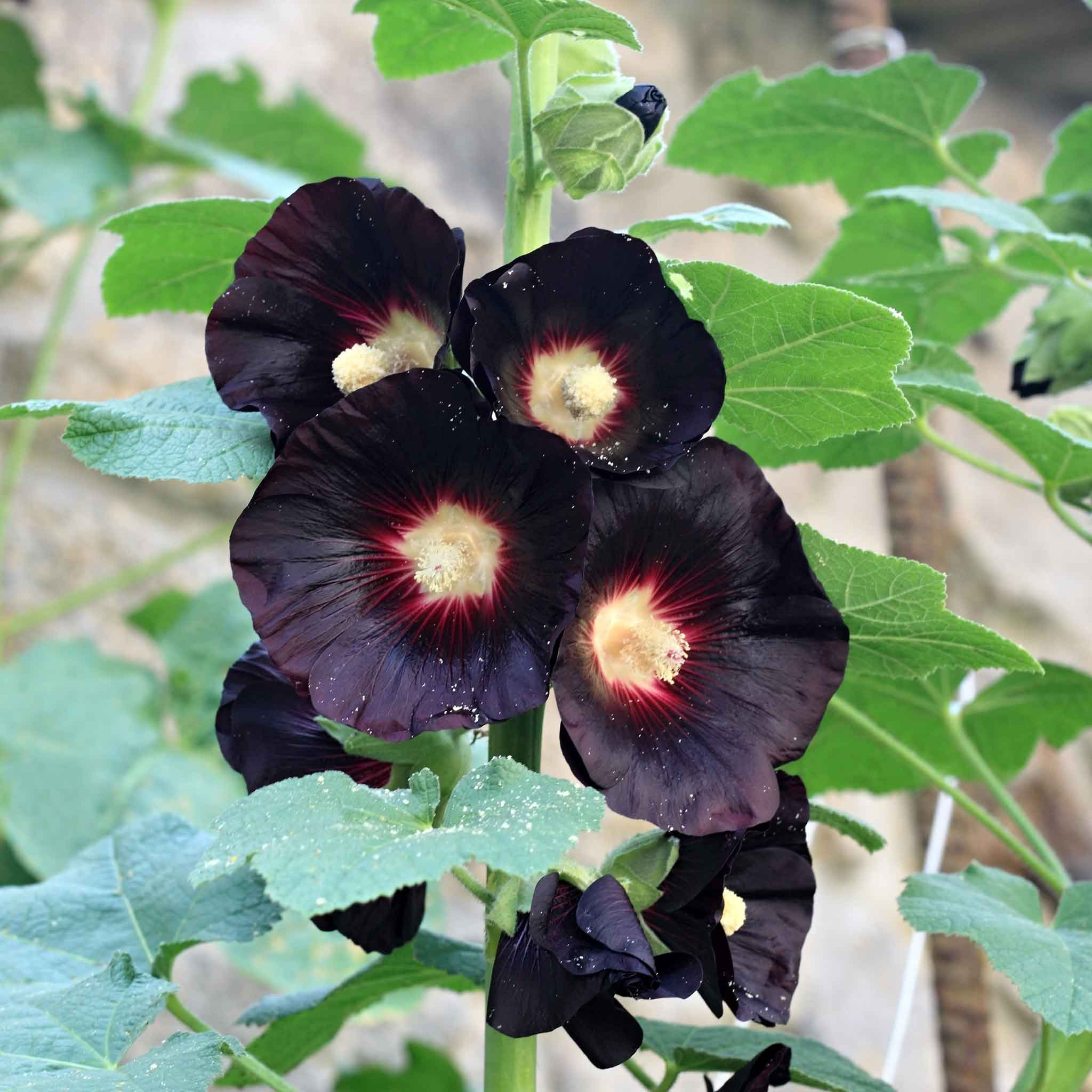 Hollyhock Seeds - Nigra