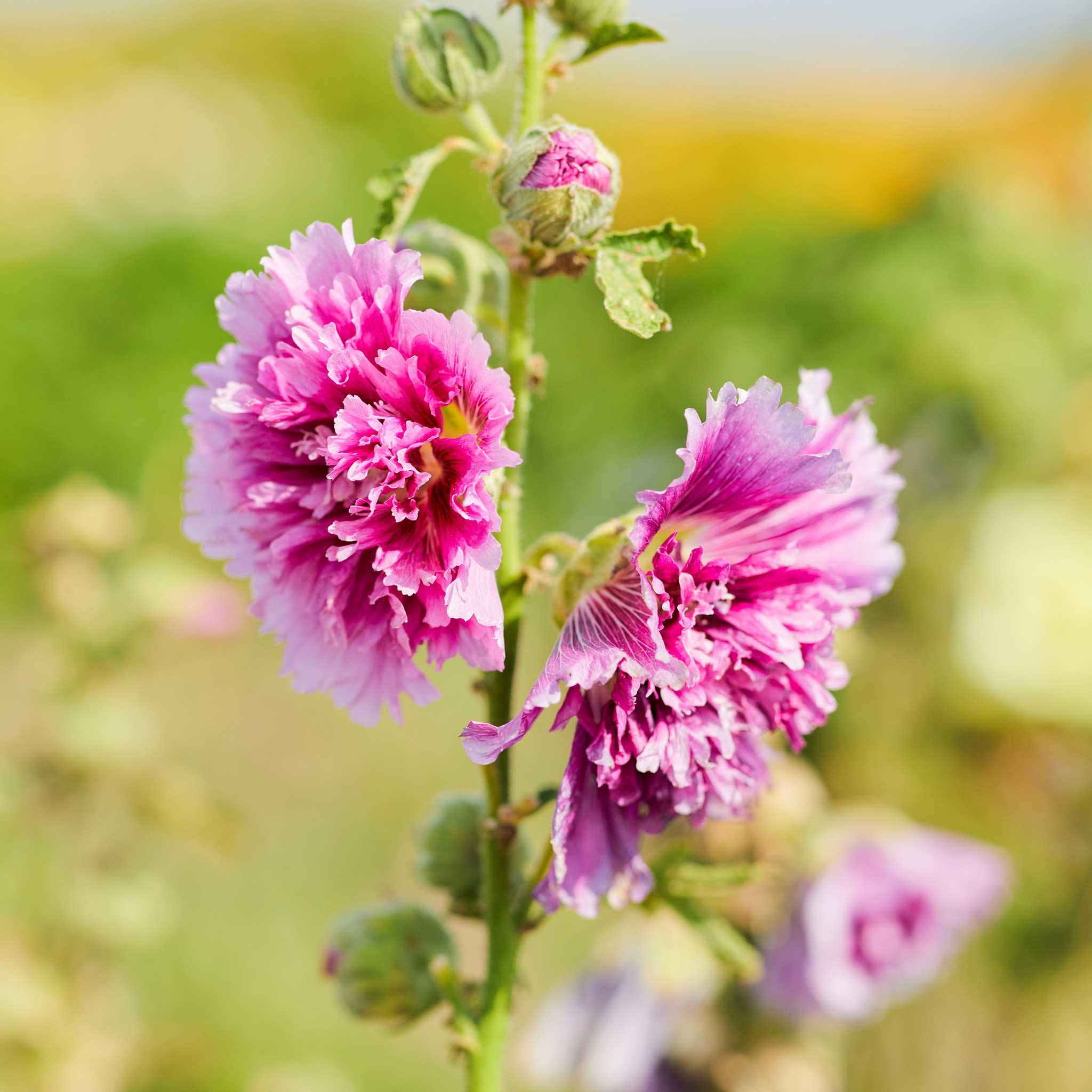 Hollyhock Seeds - Queeny Purple