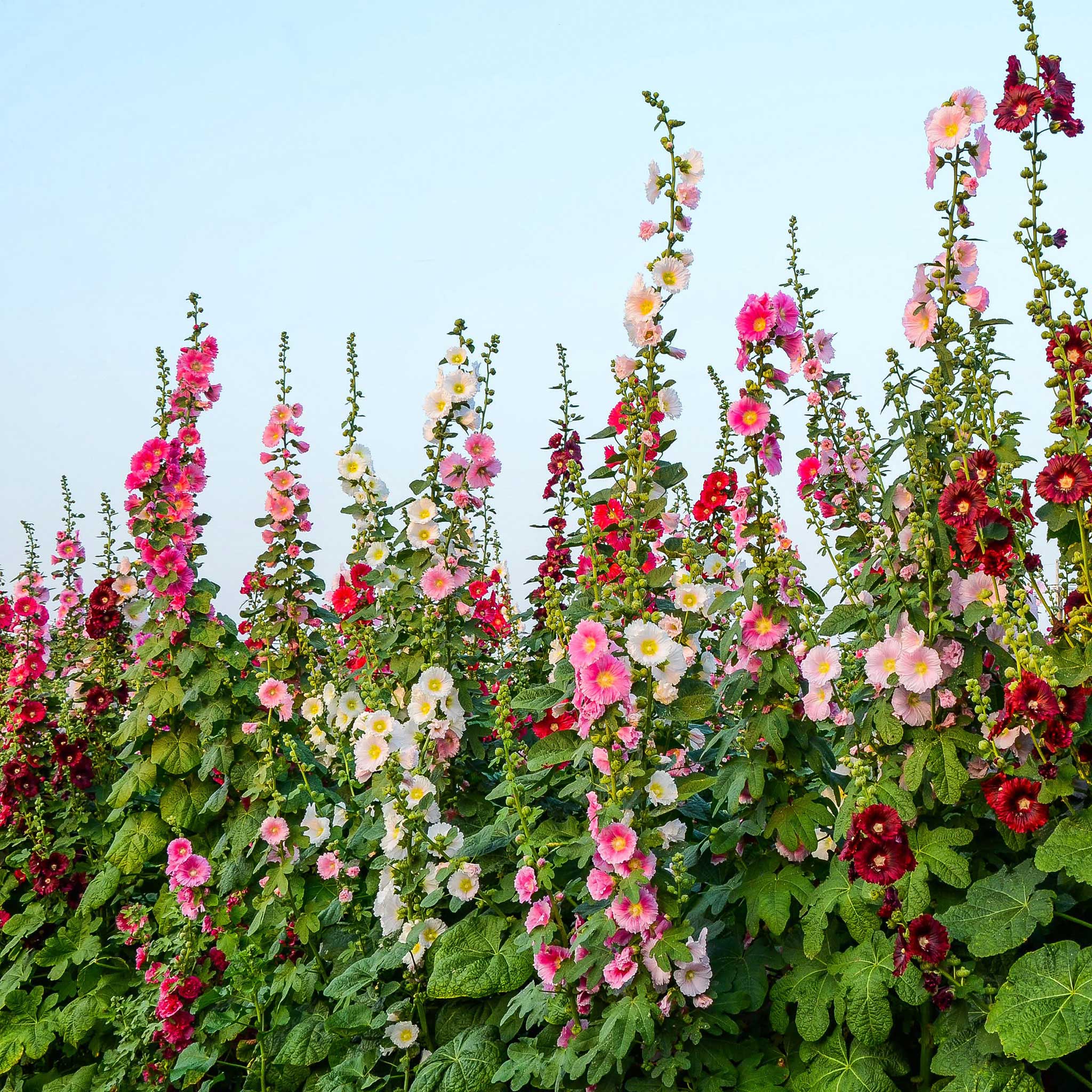 Hollyhock Seeds - Single Mix