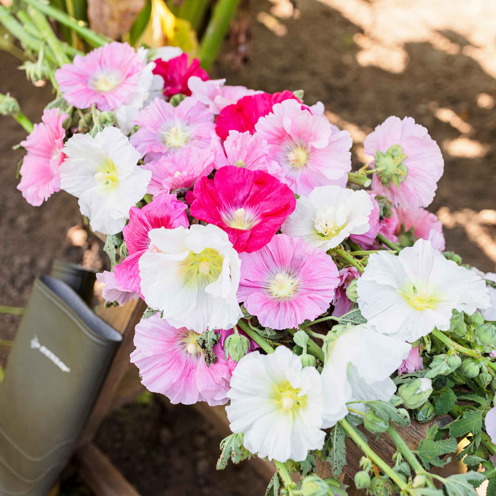 Hollyhock Seeds - Summer Carnival