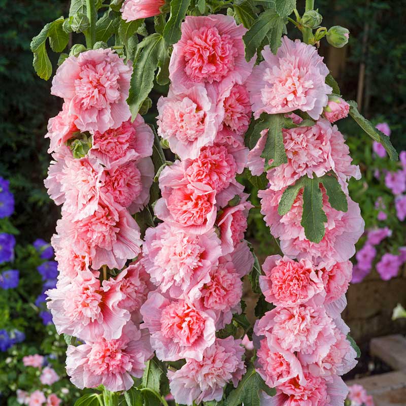 Hollyhock Seeds - Summer Carnival