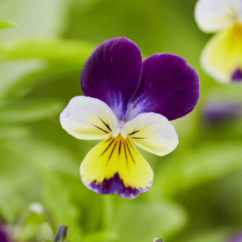 Johnny Jump Up Seeds