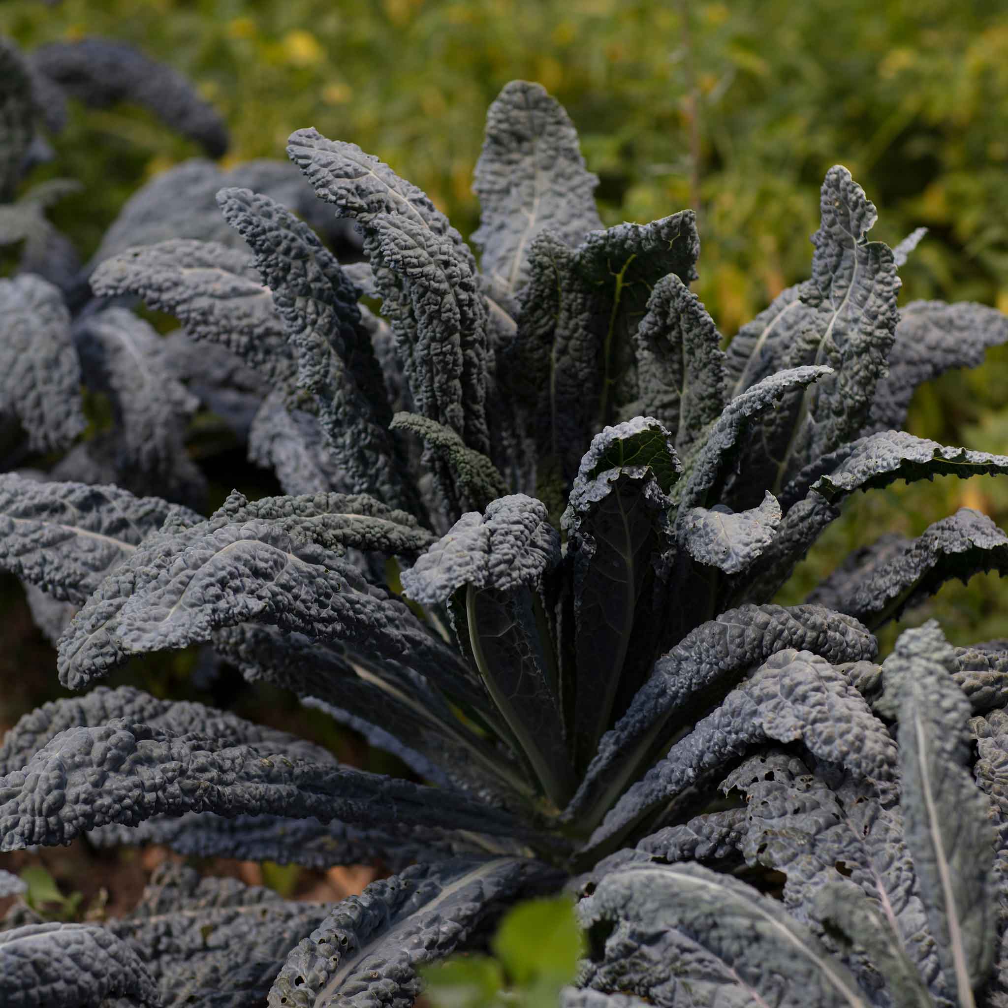 Kale Seeds - Black Magic