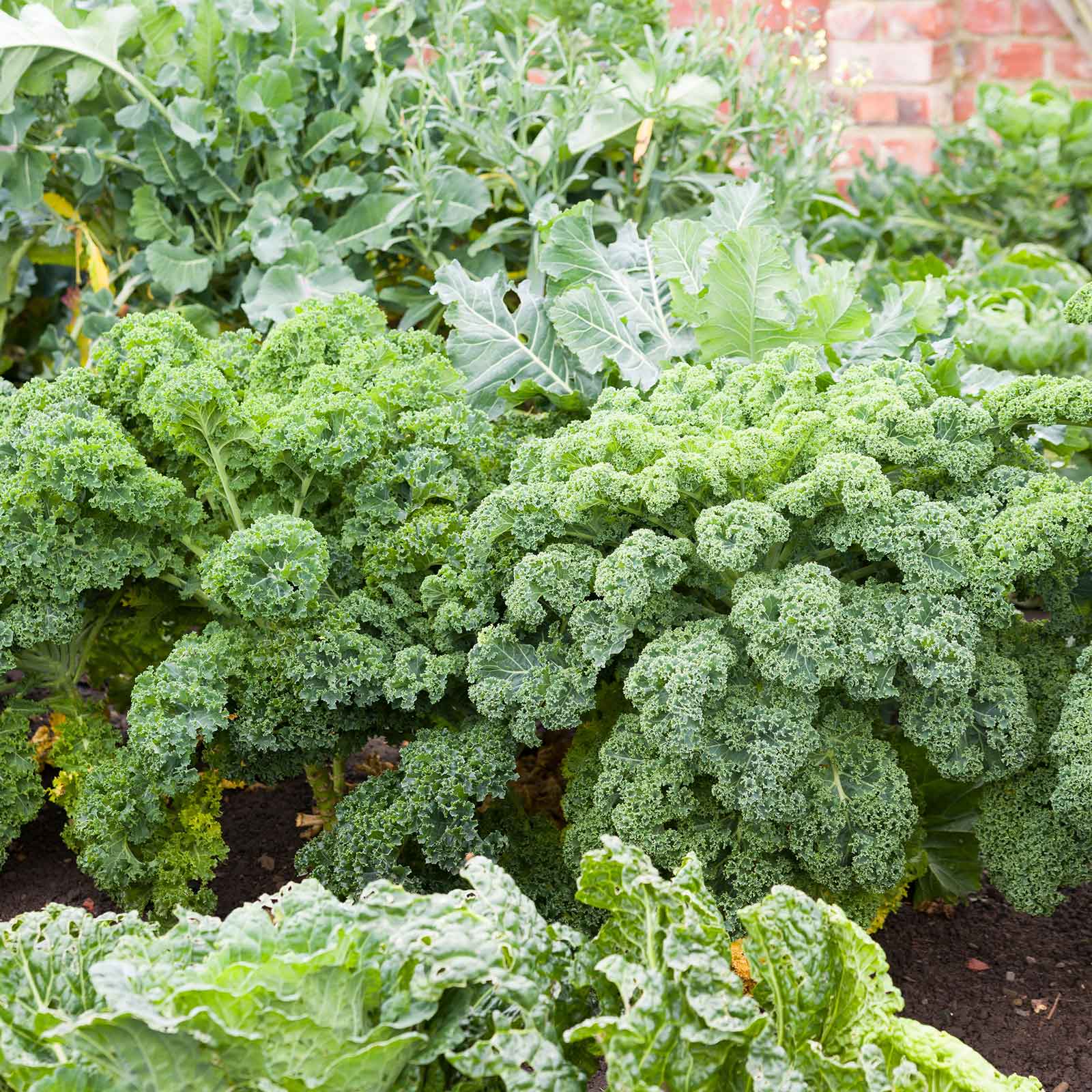 Kale Seeds - Blue Curled Scotch / Vates
