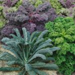 Kale Seeds - Garden Blend