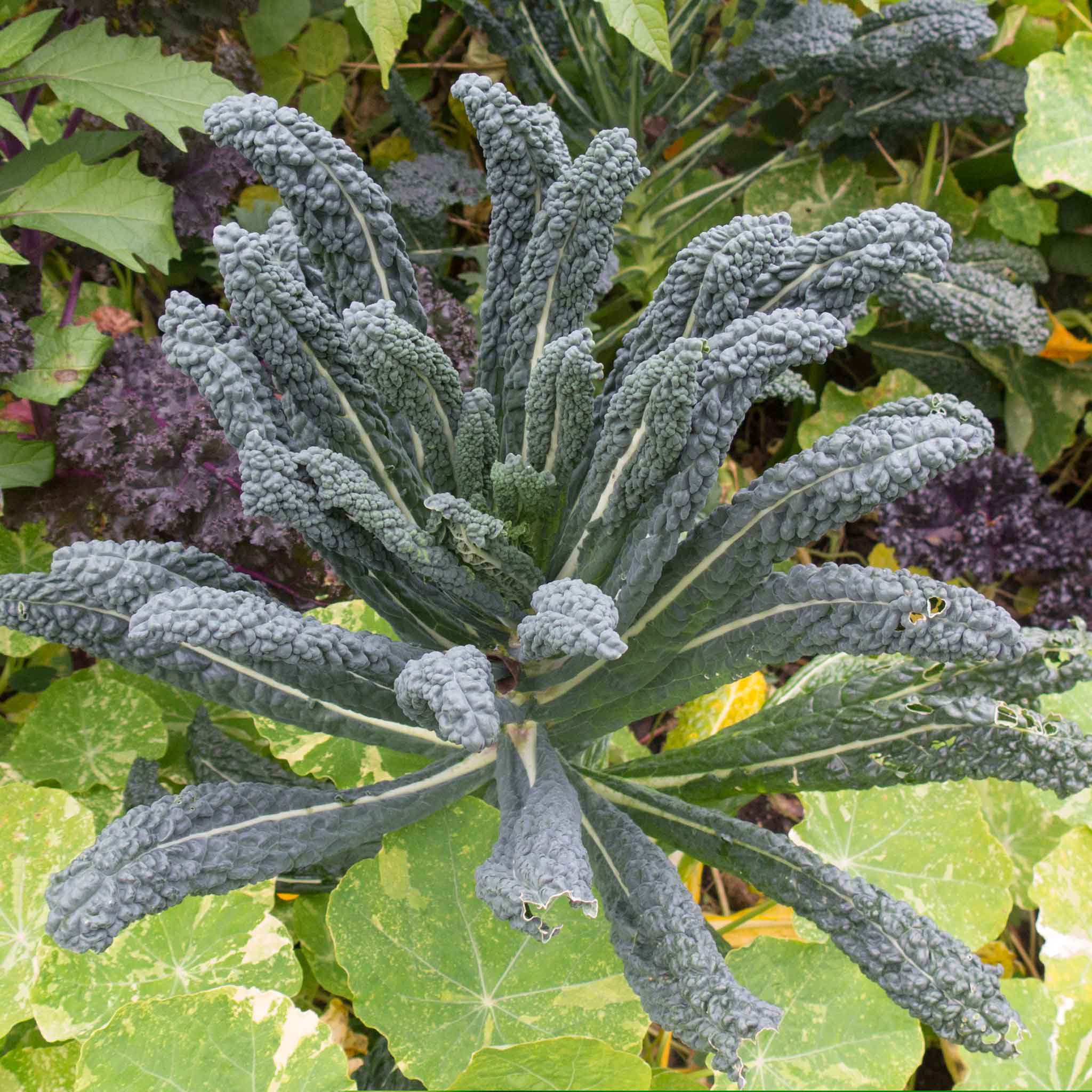Kale Seeds - Lacinato