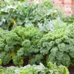 Organic Kale Seeds - Blue Curled Scotch / Vates