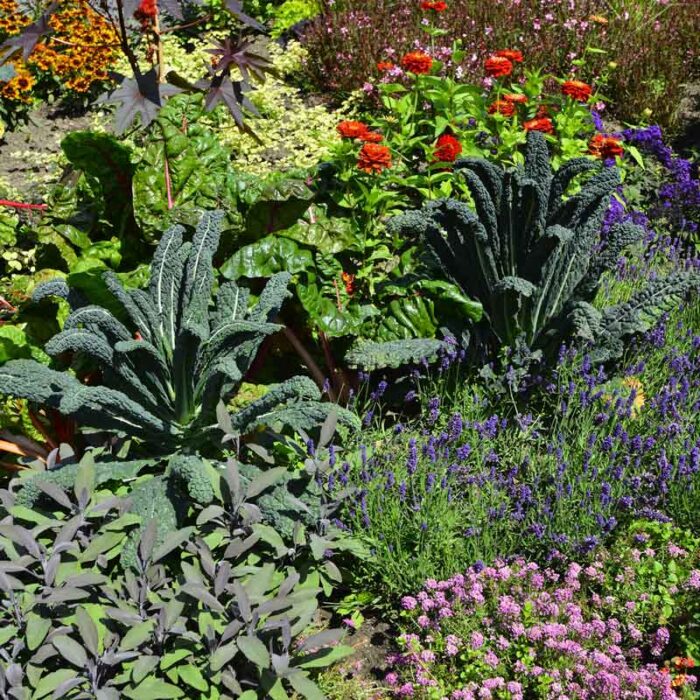 Organic Kale Seeds - Lacinato